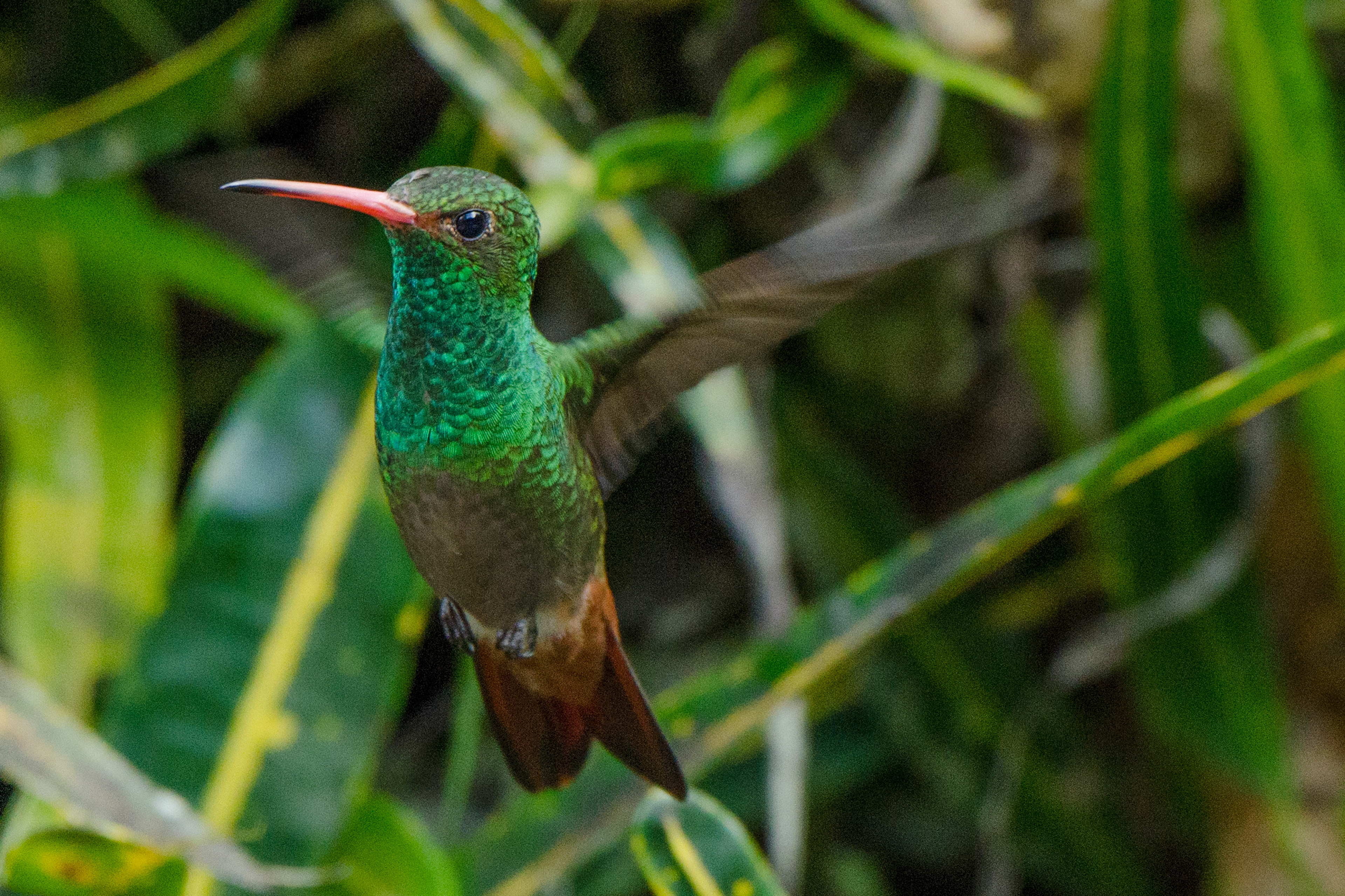 Rufous-tailed Hummingbird