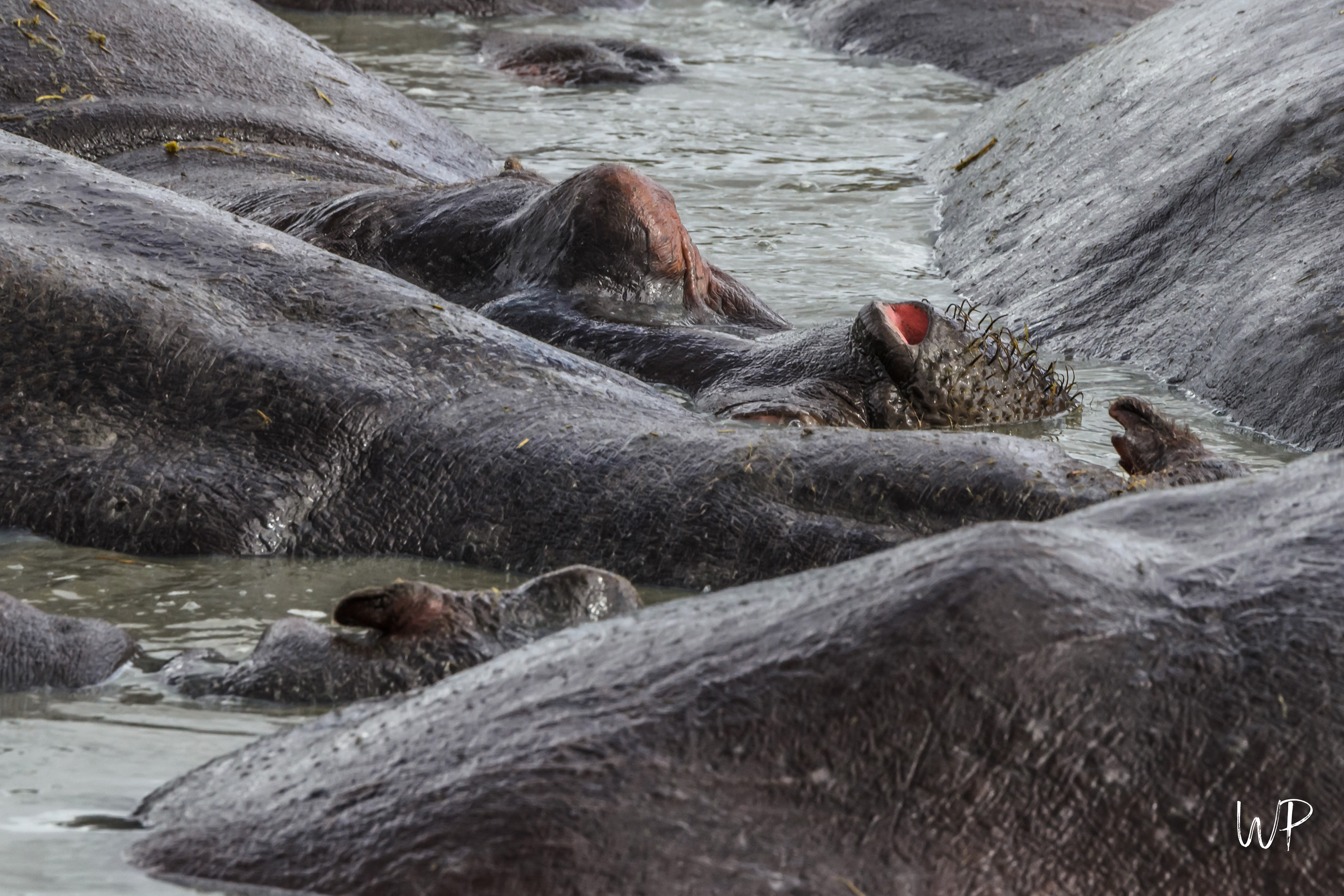 Hippopotamus