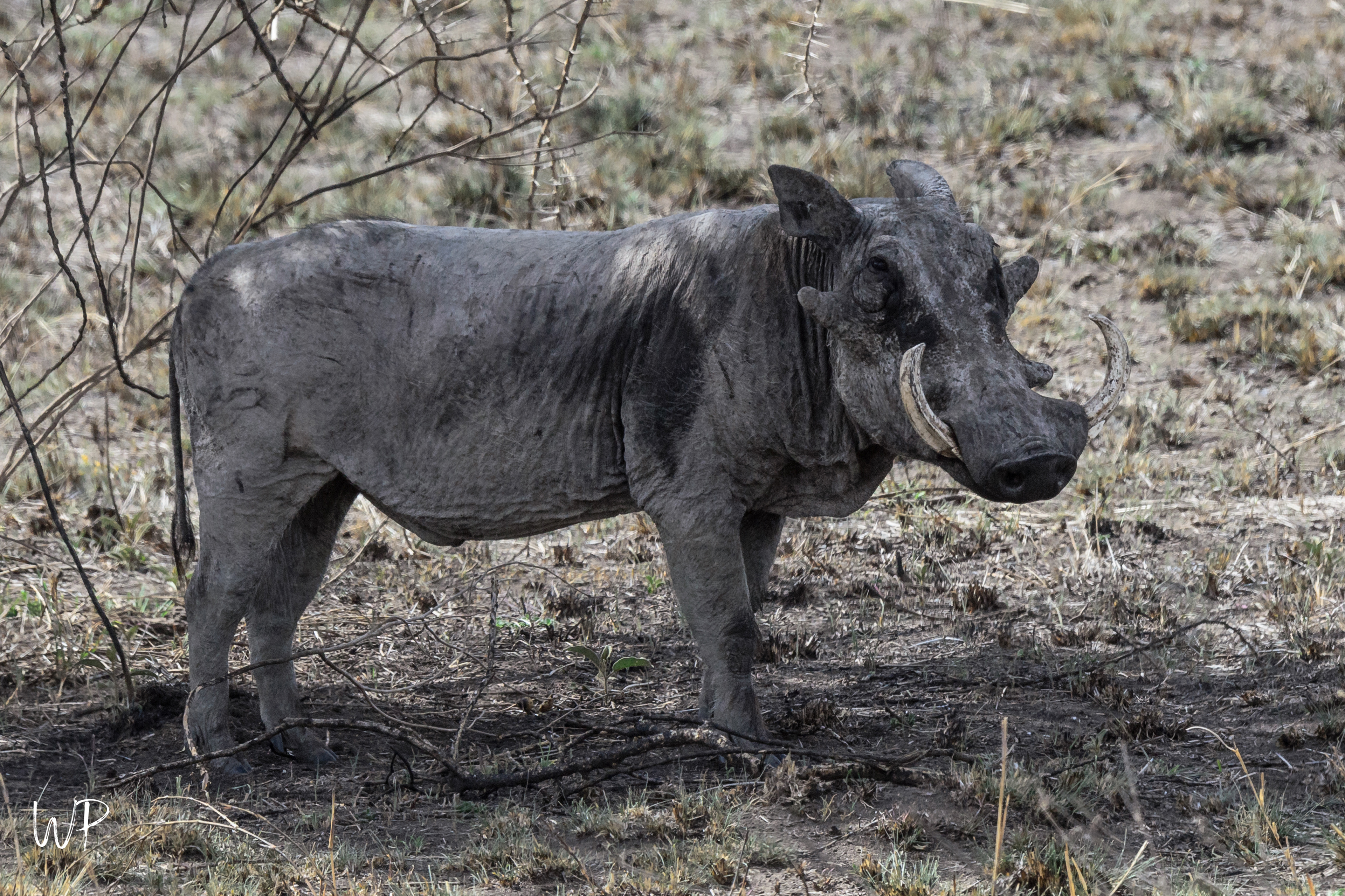 Warthog