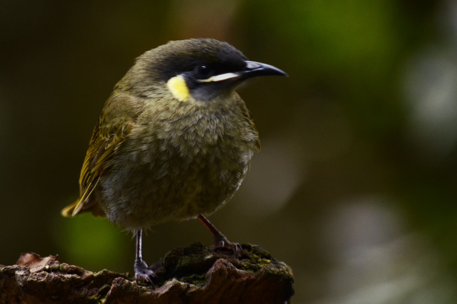 Lewin's Honeyeater