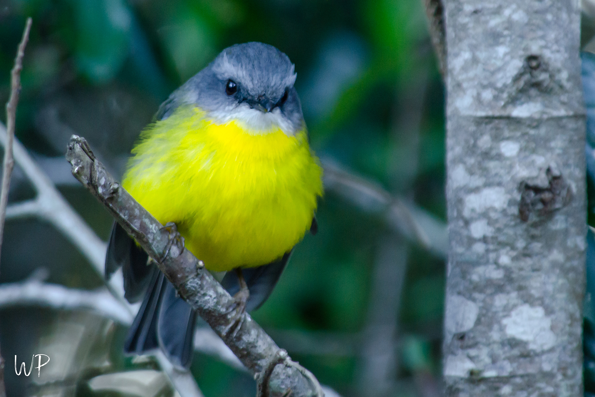 Eastern Yellow Robin