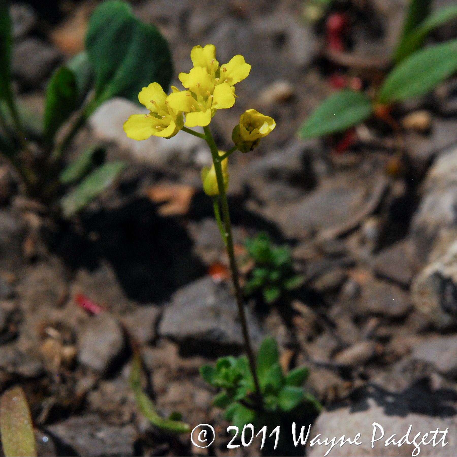 Maguire's Draba - Draba Maguirei (Imperiled)