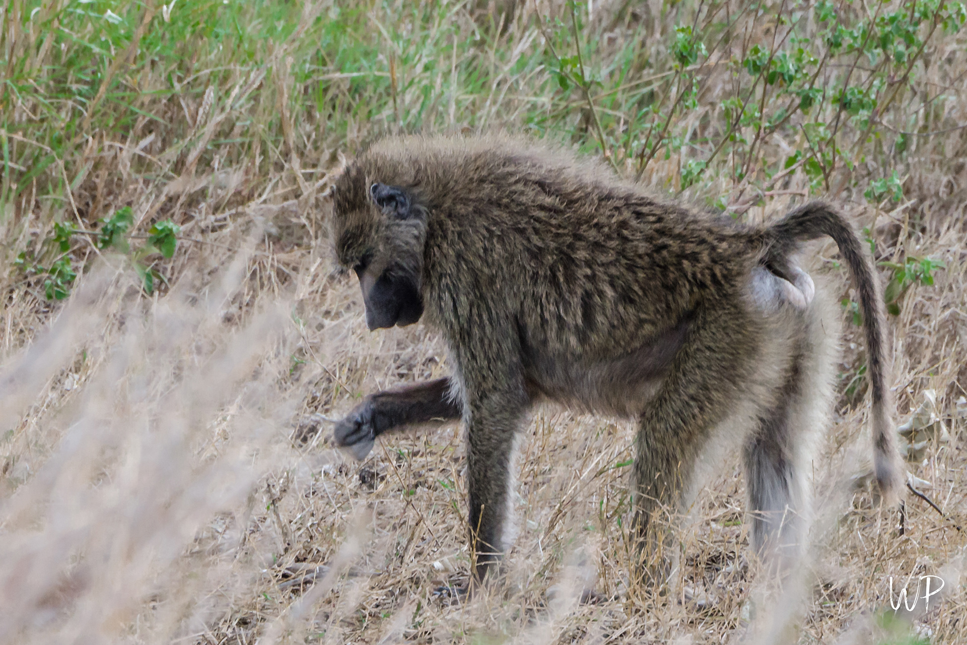 Baboon