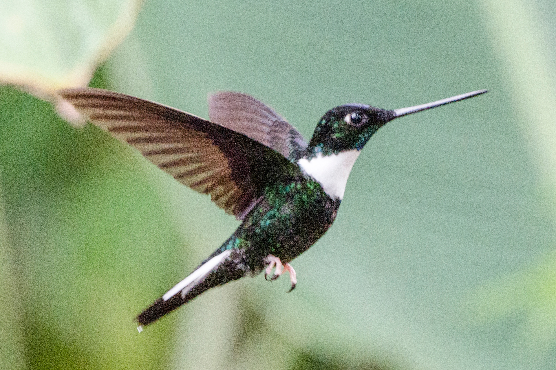 Collared Inca