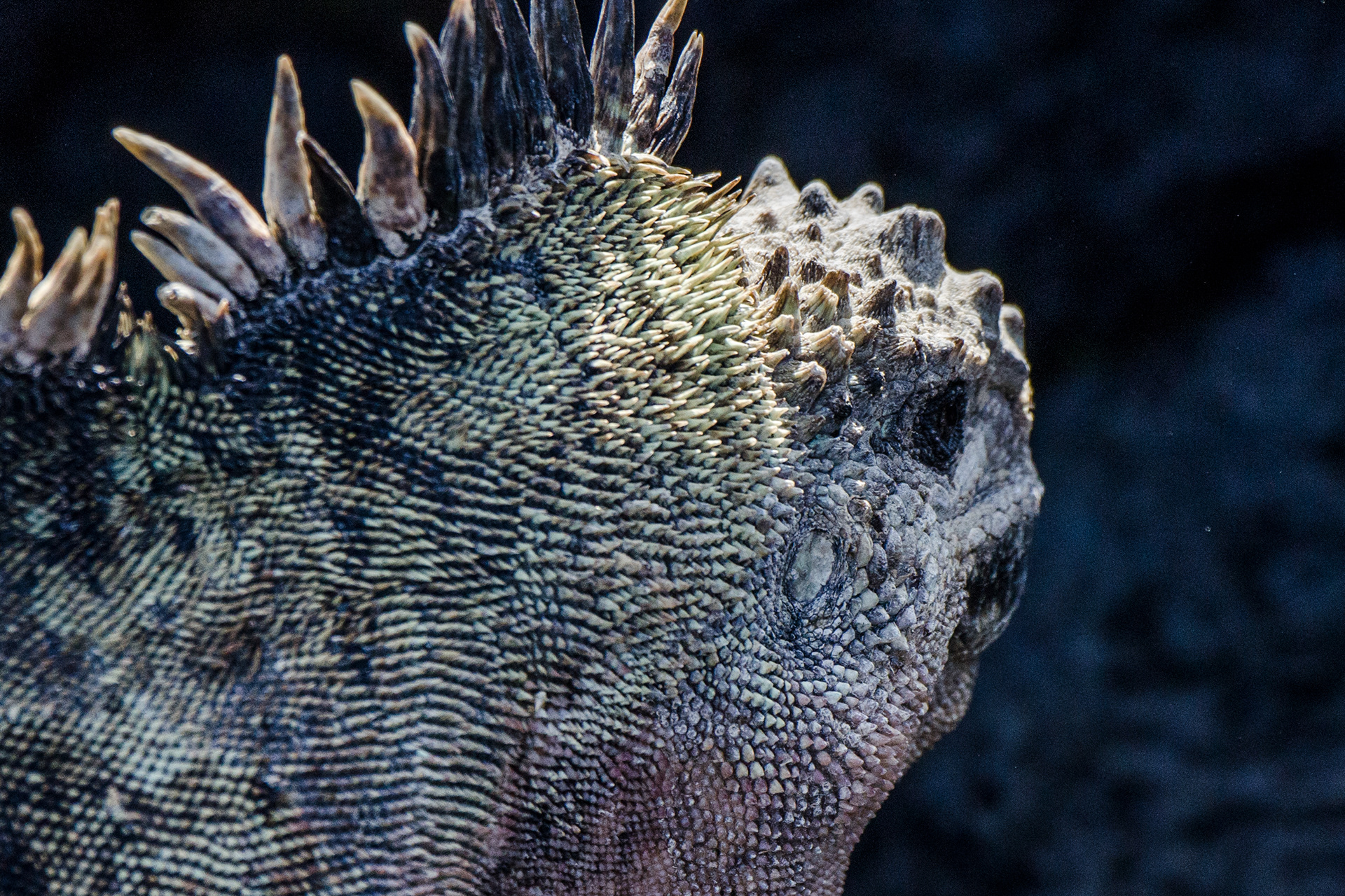 Marina Iguana - Isla Isabela