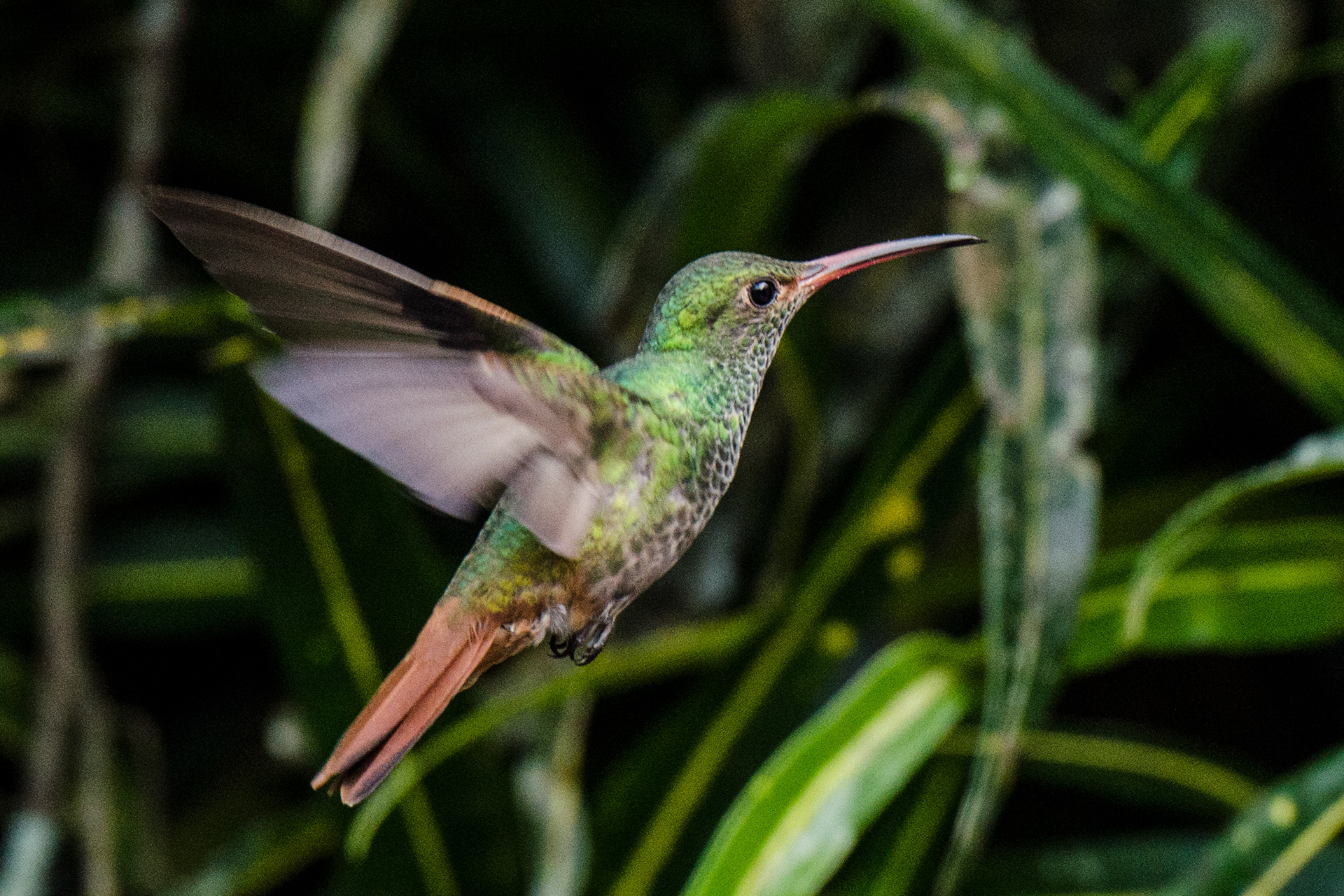 Rufous-tailed Hummingbird
