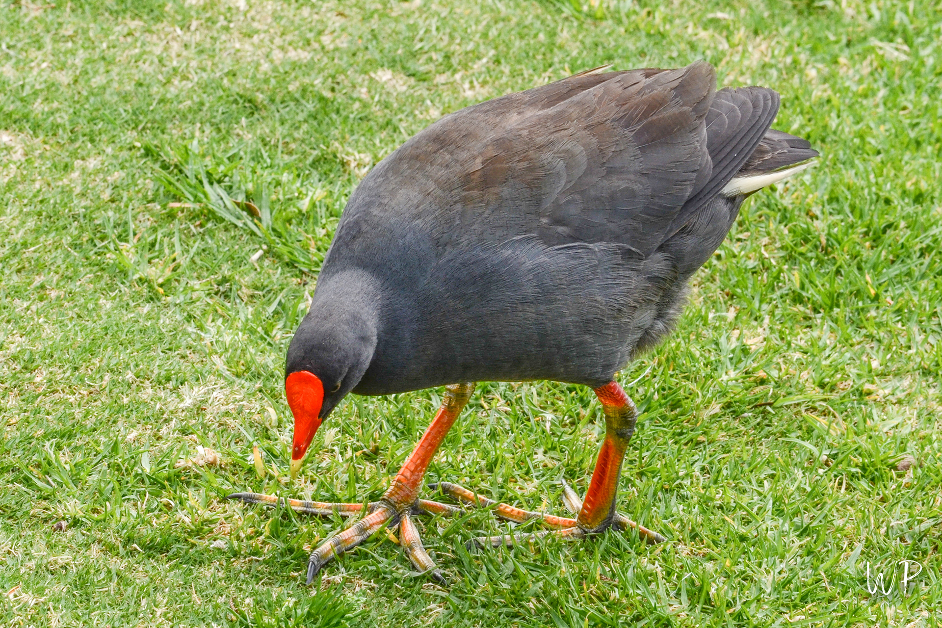 Purple Swamphen