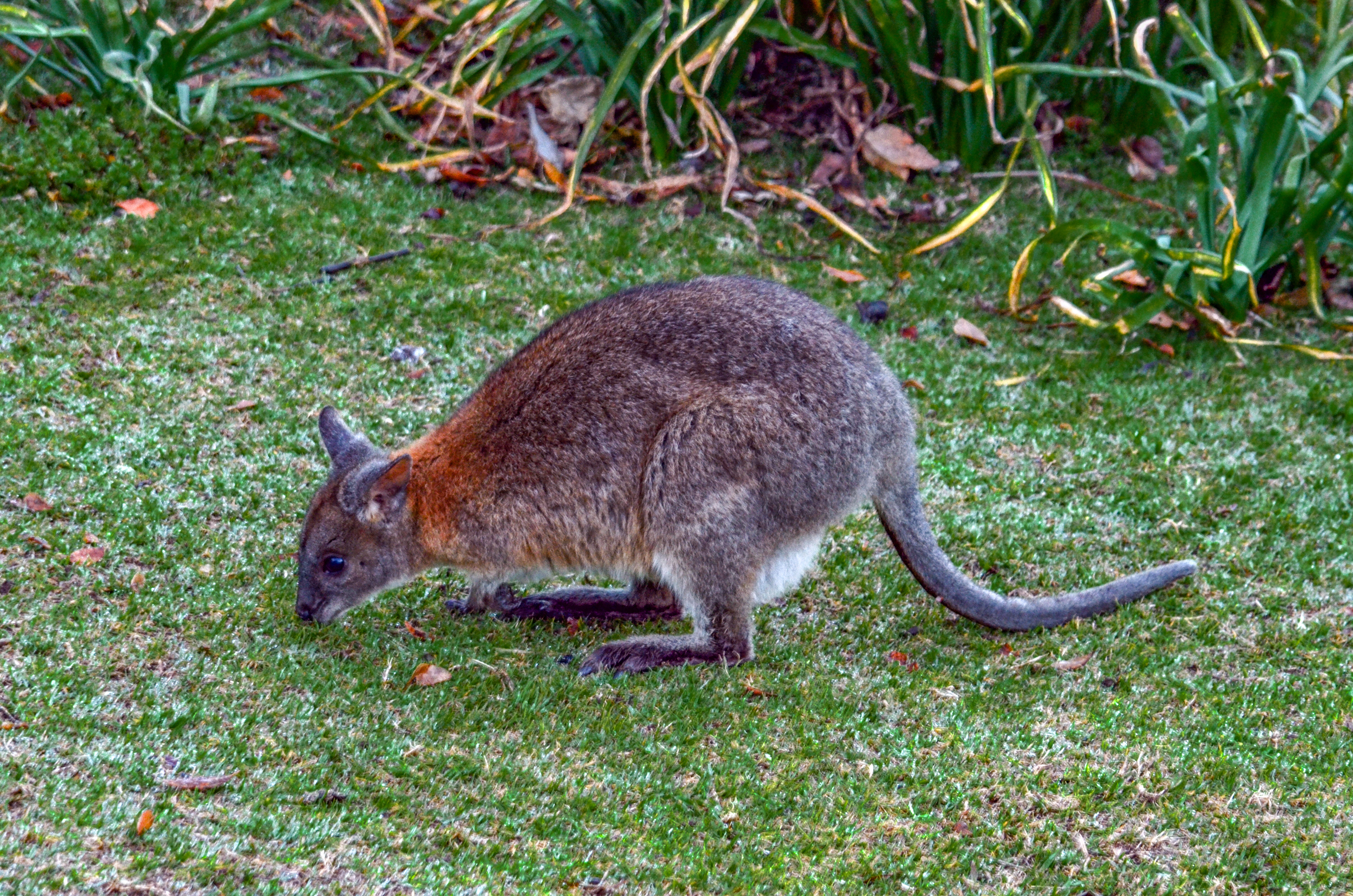 Red-necked Pademelon - Thylogale thetis