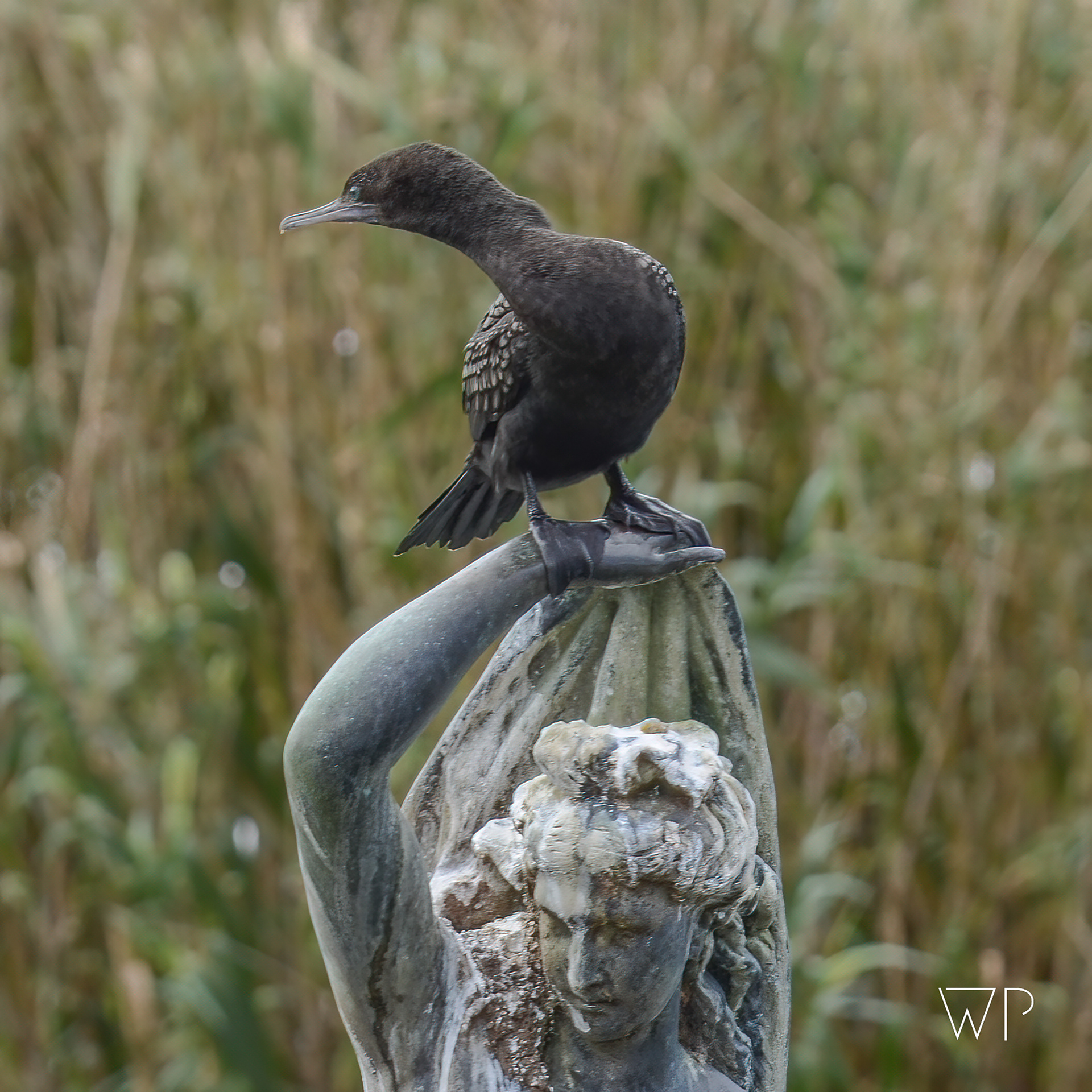 Black Cormorant on Lady's Head