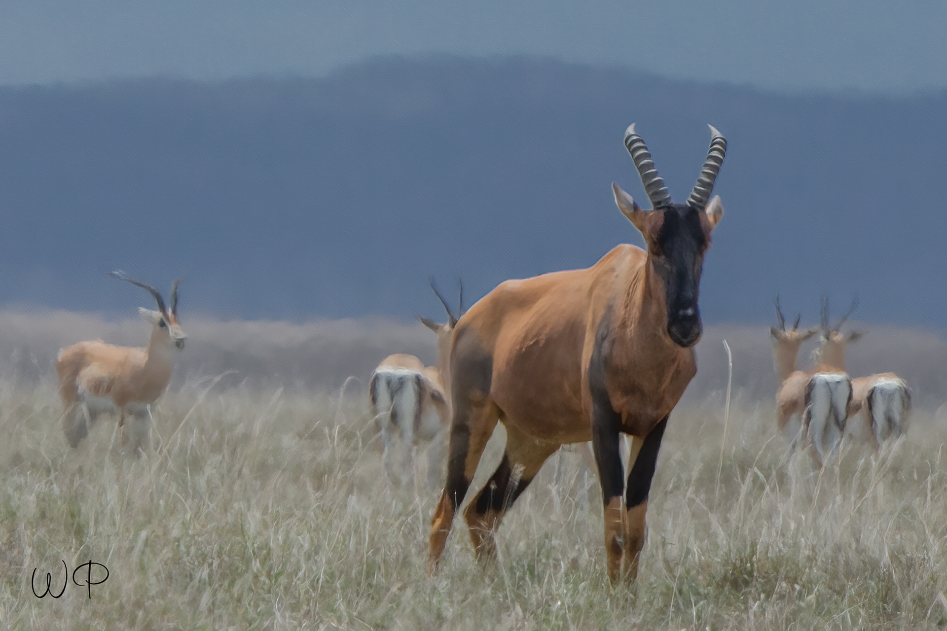 Coke's Hartebeest