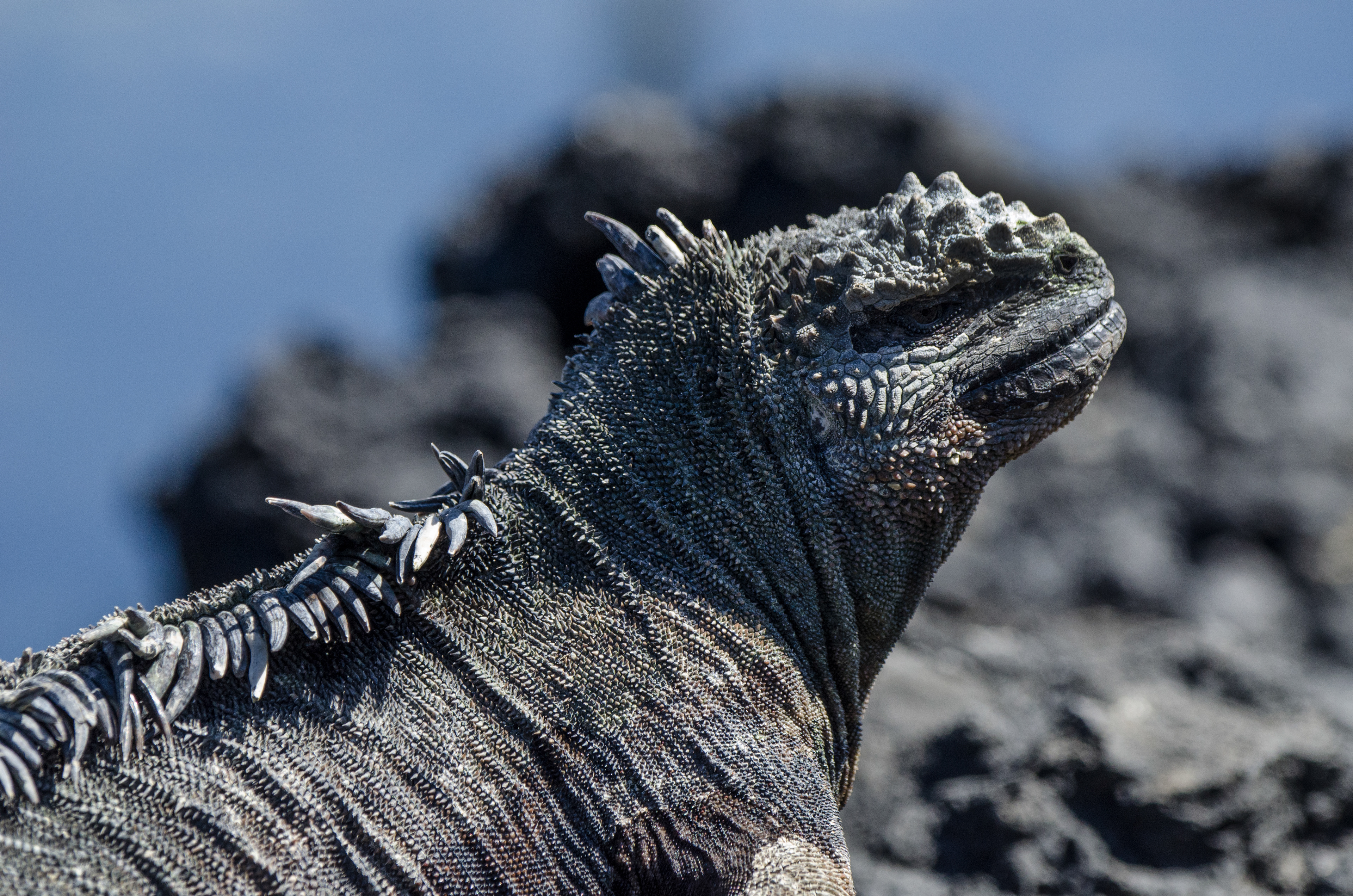 Marina Iguana - Isla Isabela