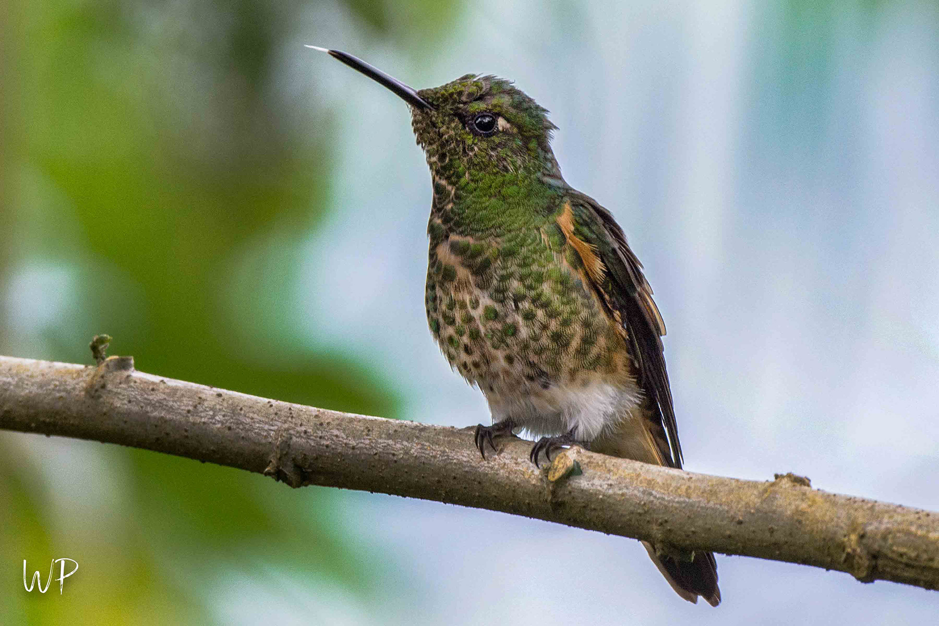 Unknown Hummingbird