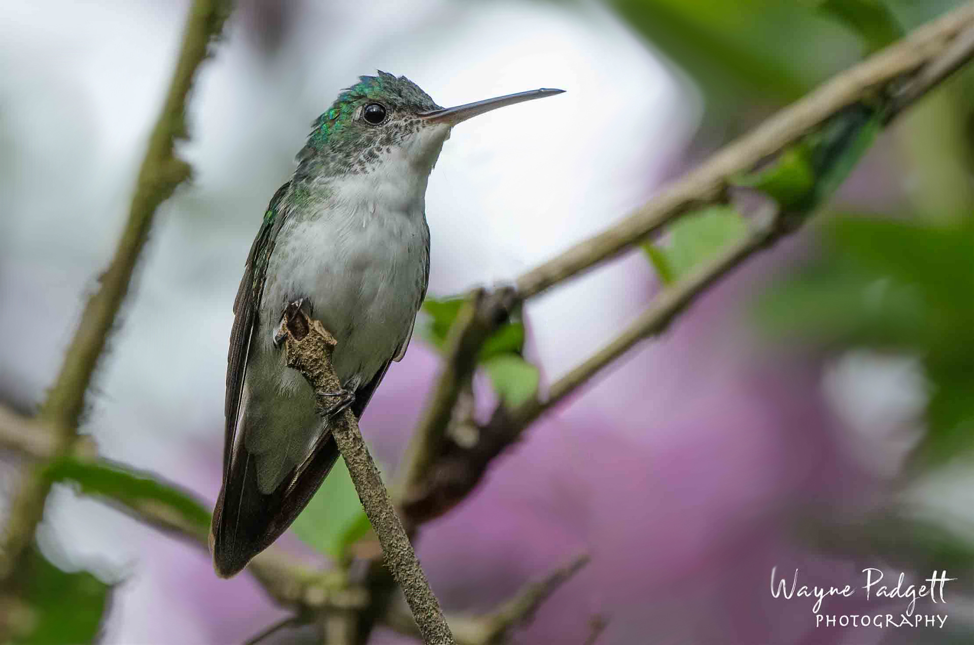 Andean Emerald