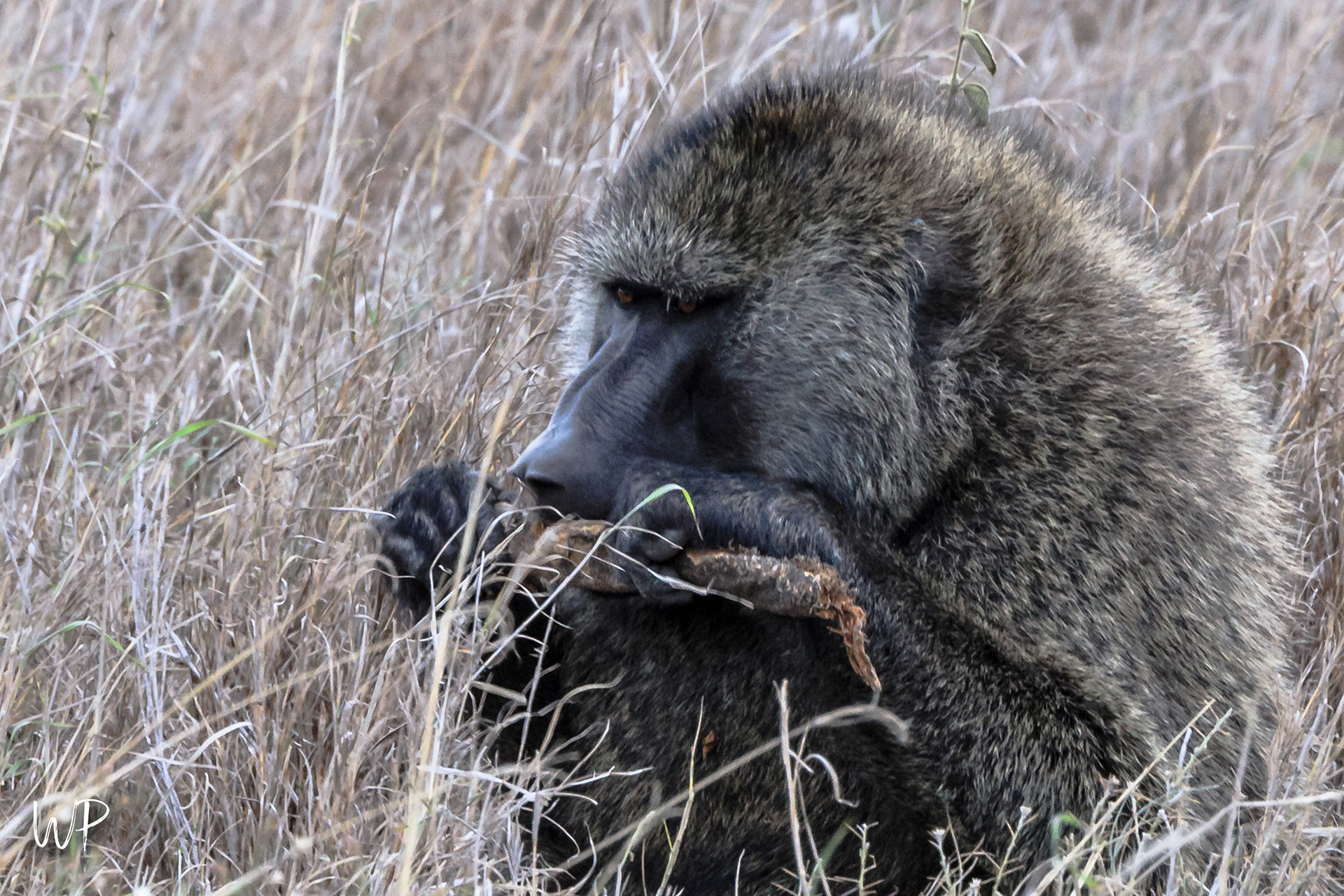 Baboon