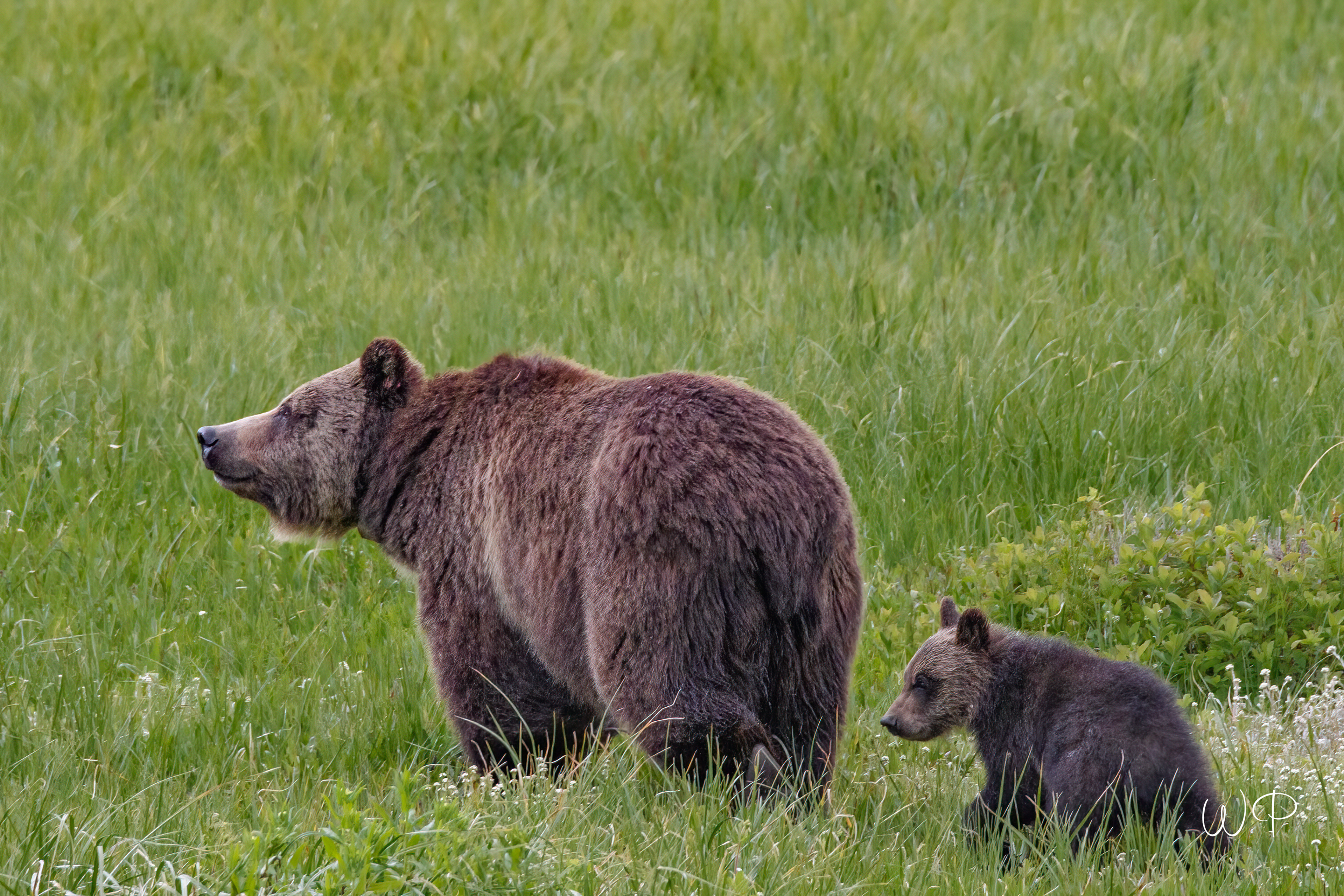 Mama Grizzley and Cub