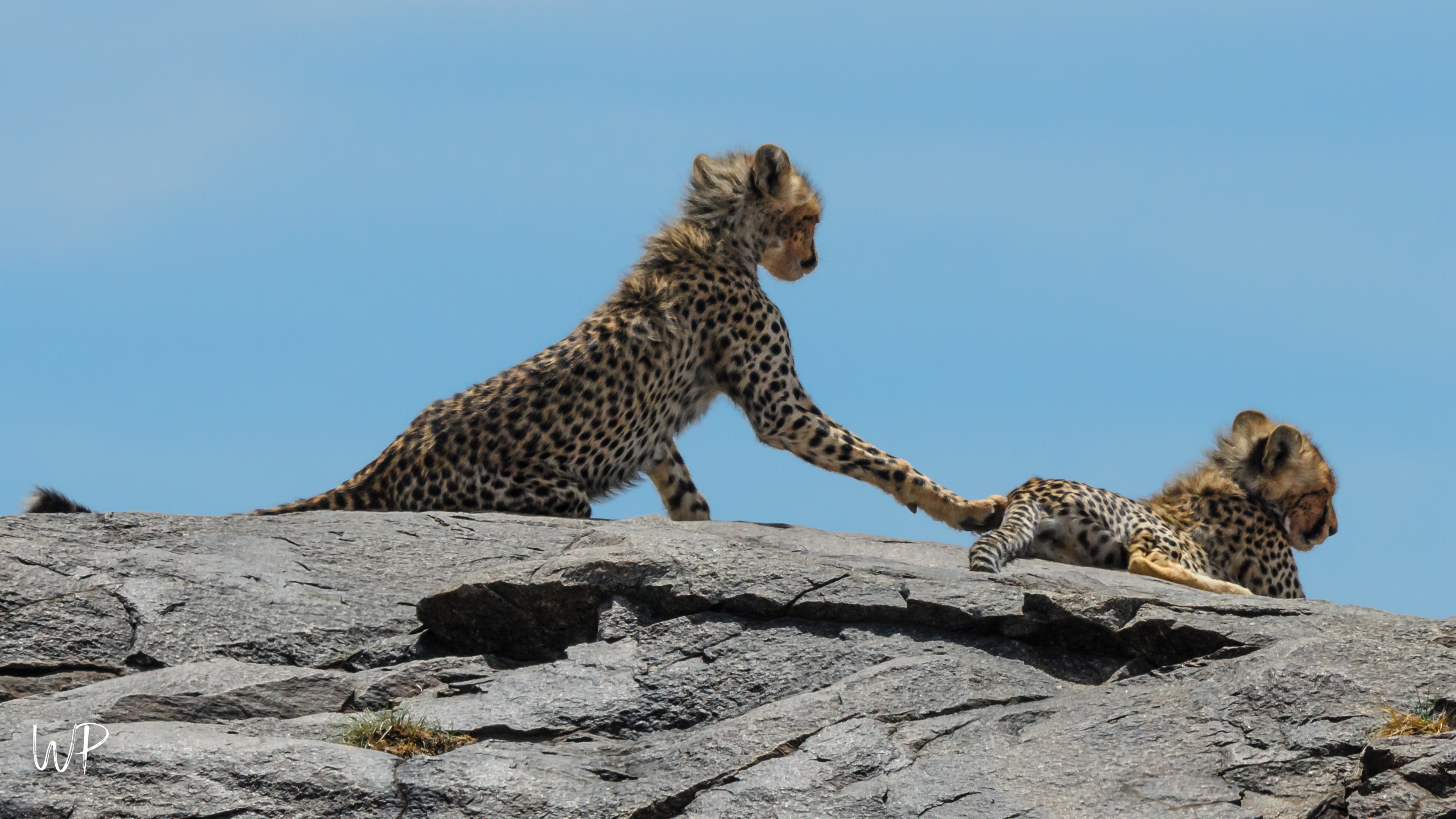 Cheetah Siblings