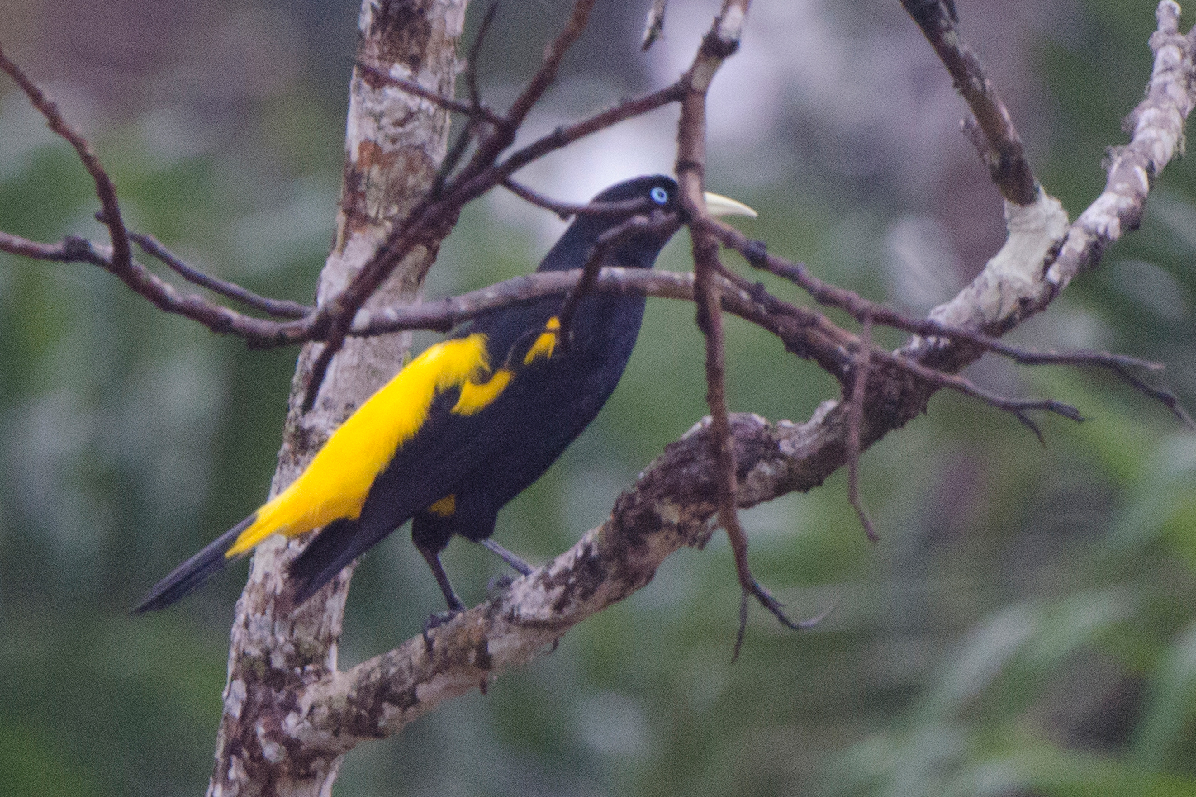 Yellow-rumped Cacique