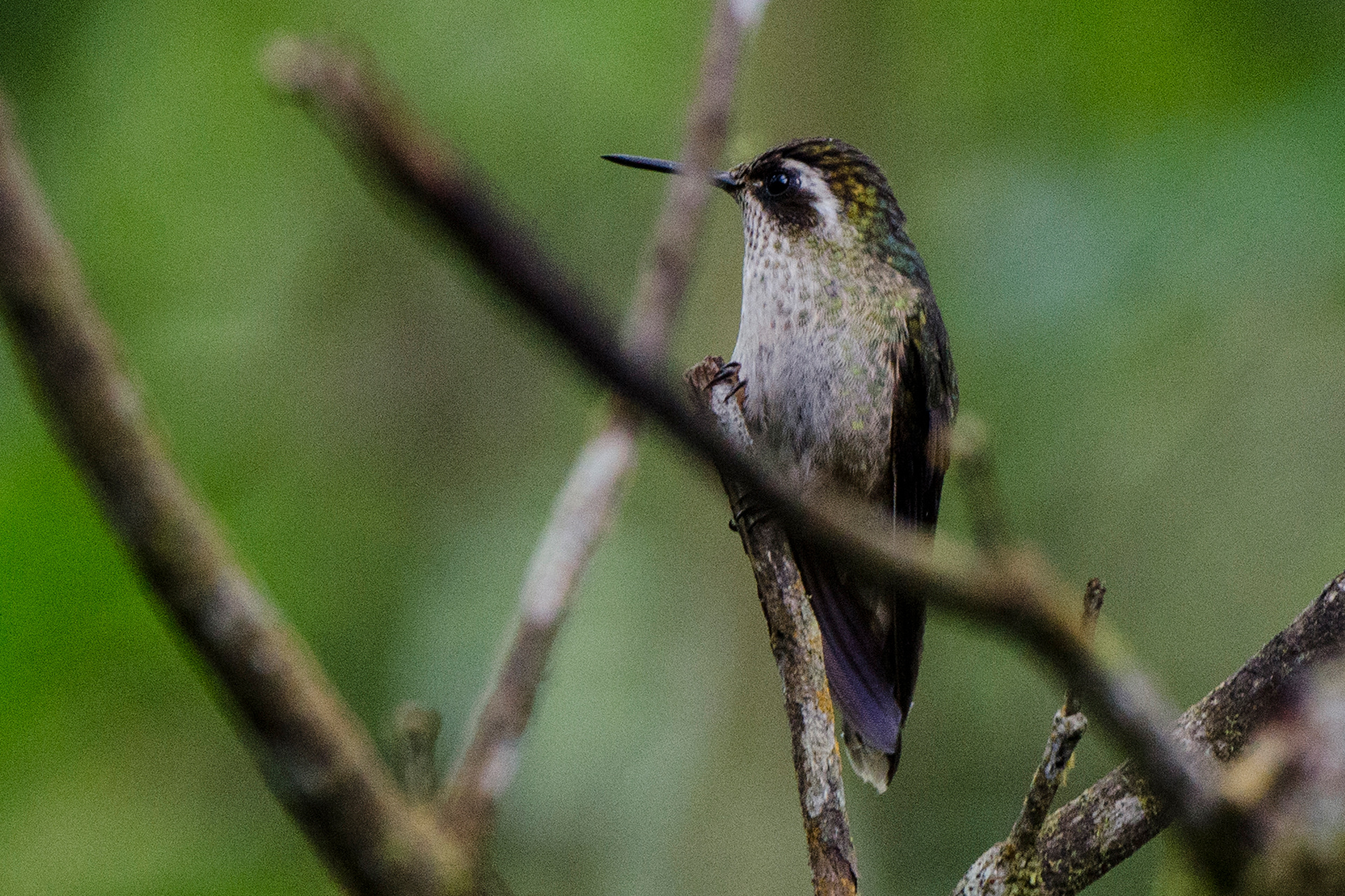 Speckled Hummingbird