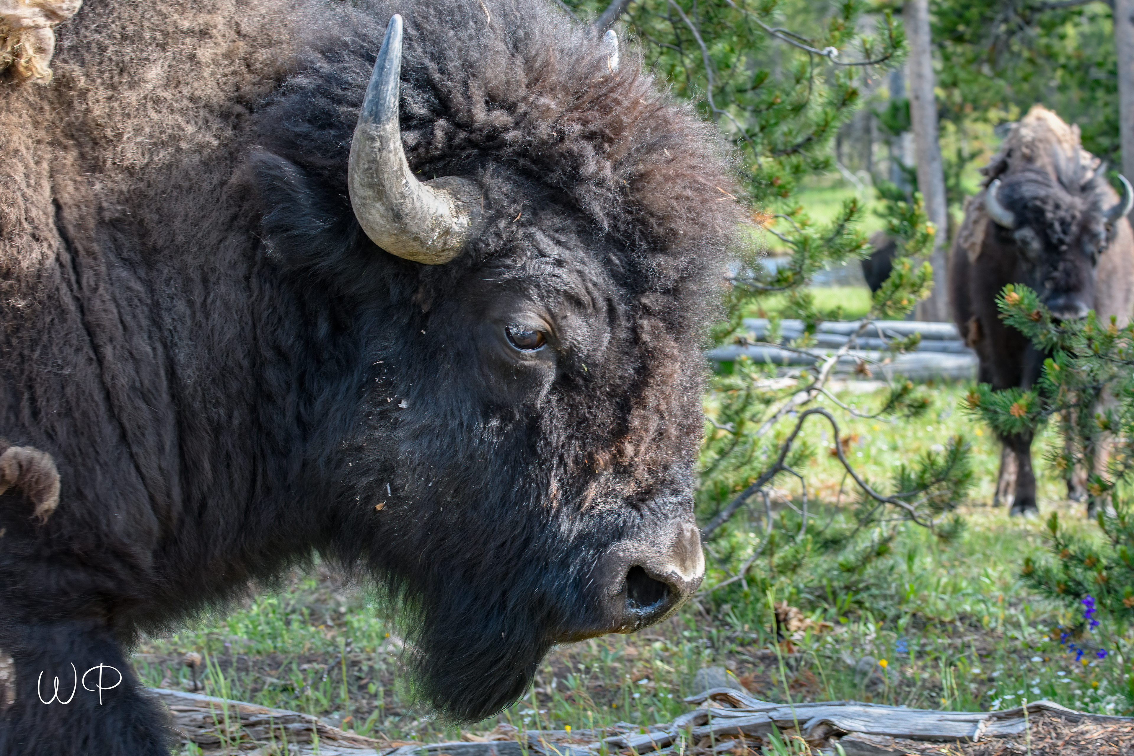 Bison along Madison River