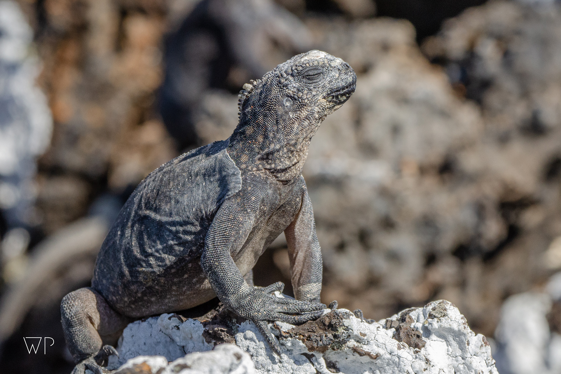 Marina Iguana - Isla Isabela