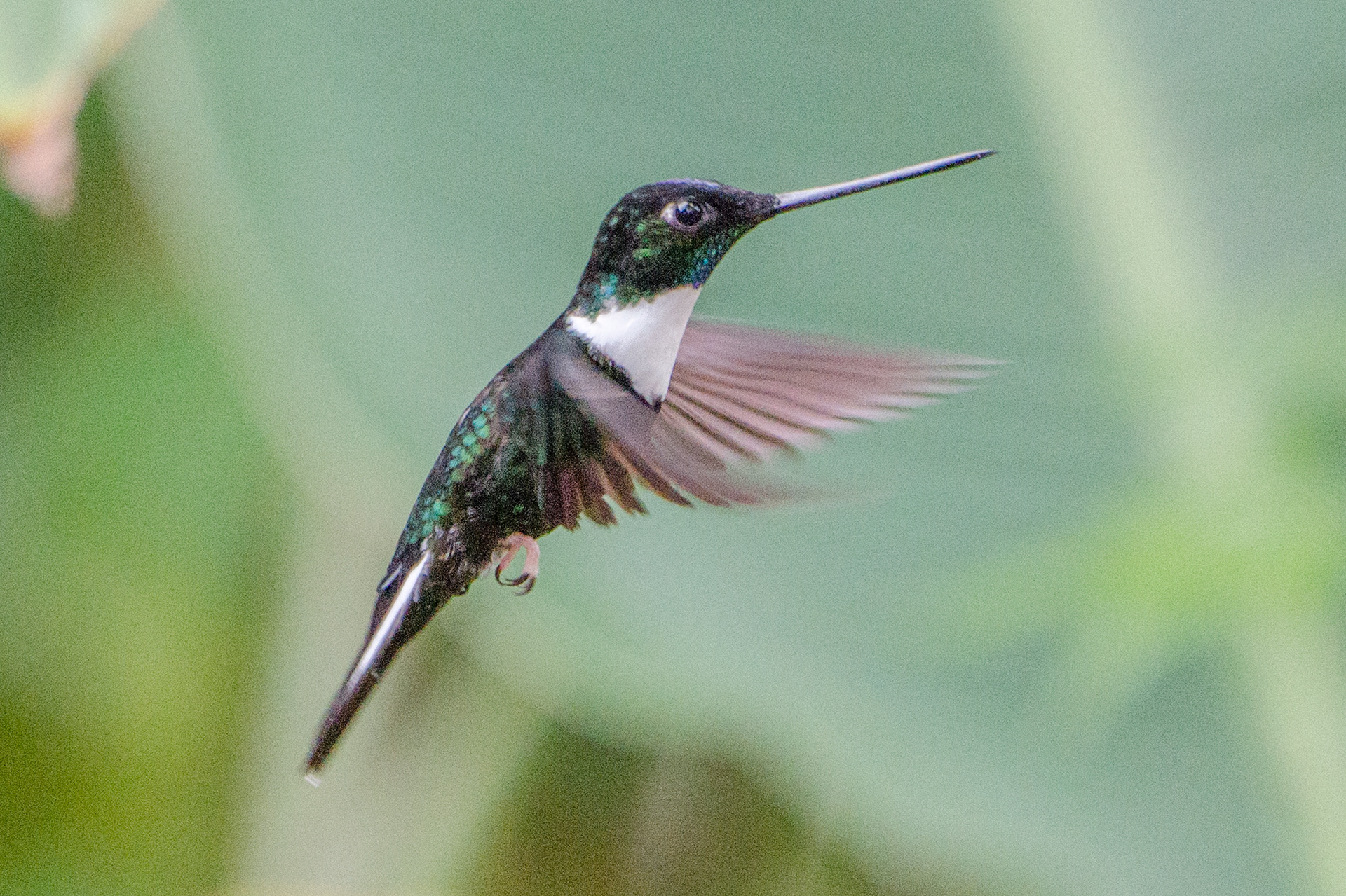 Collared Inca