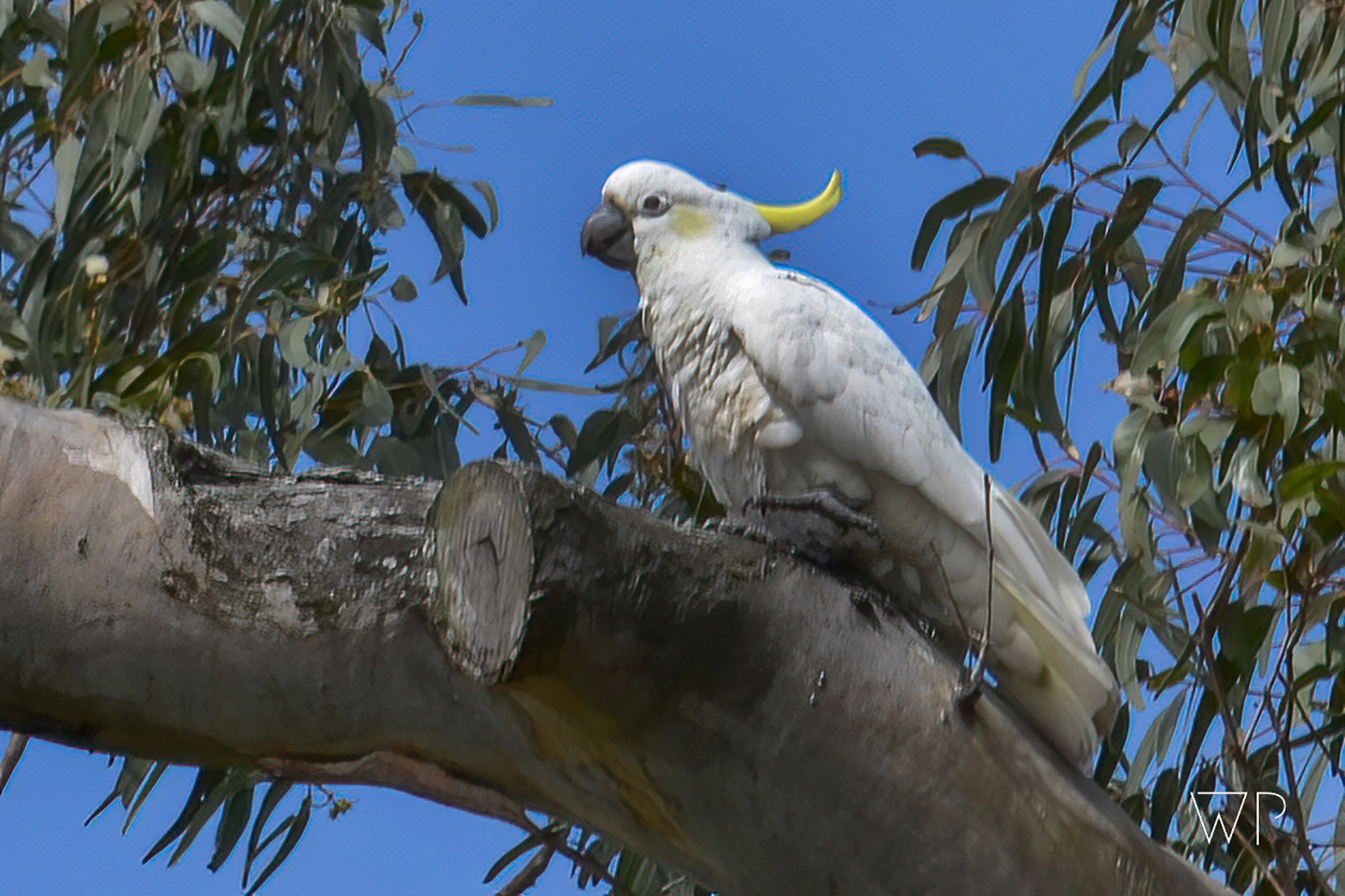 Sulfur Crested Cockatoo
