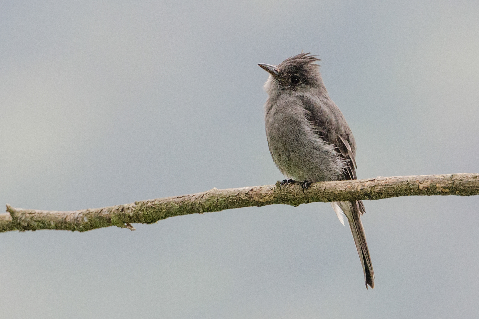 Smoke-coloured Pewee