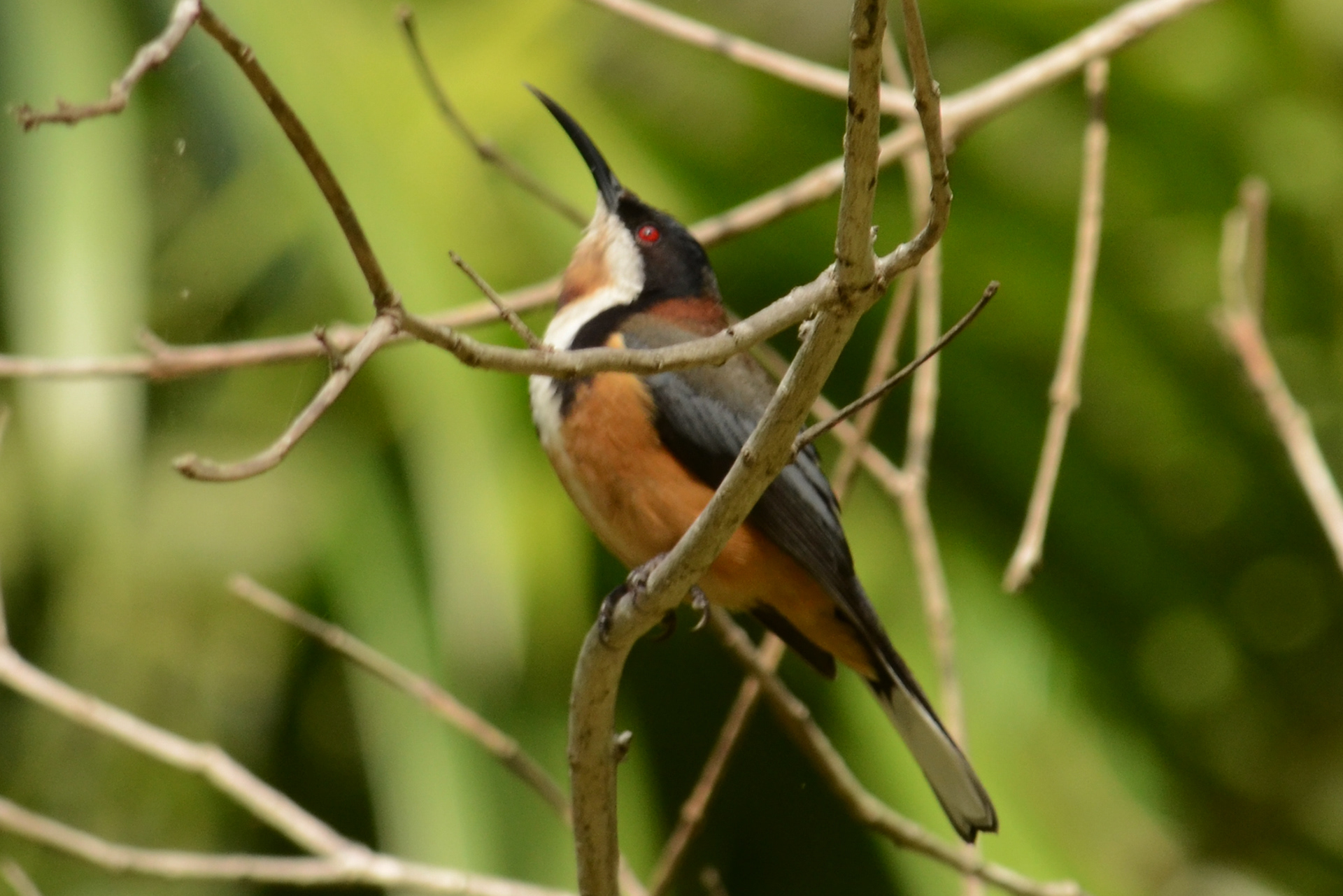 Eastern Spinebill