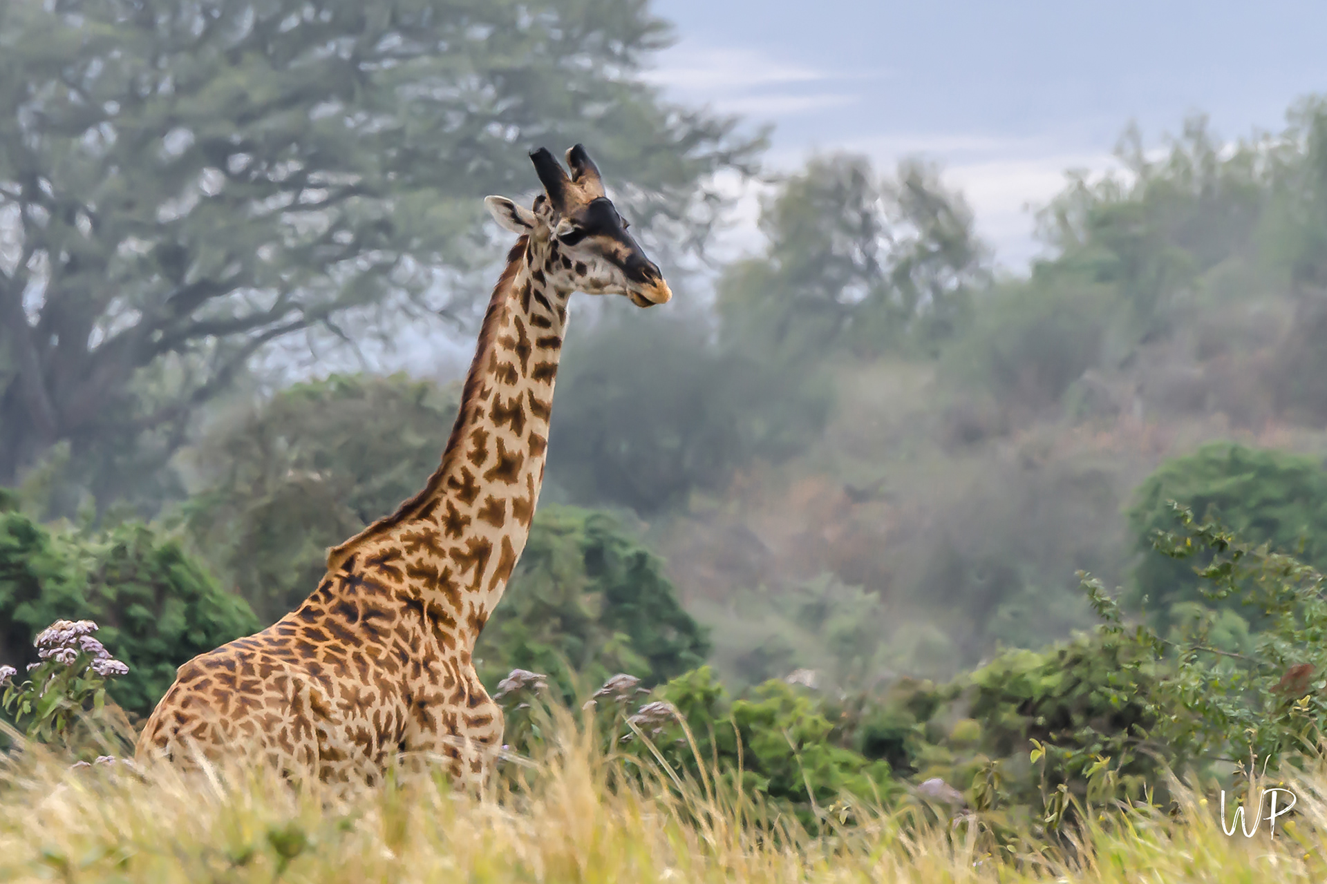 Giraffe