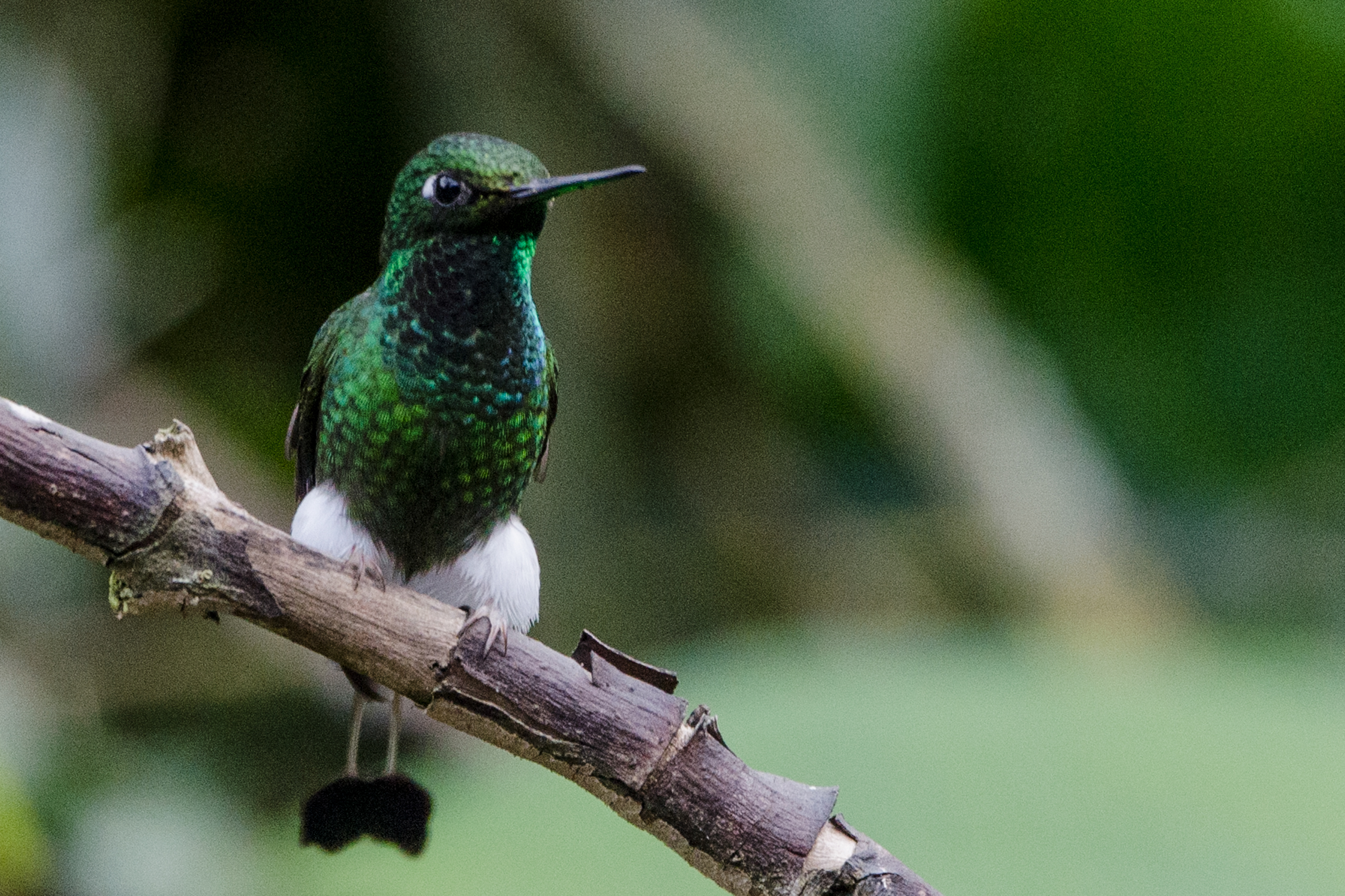 Booted Racket-tail Hummingbird