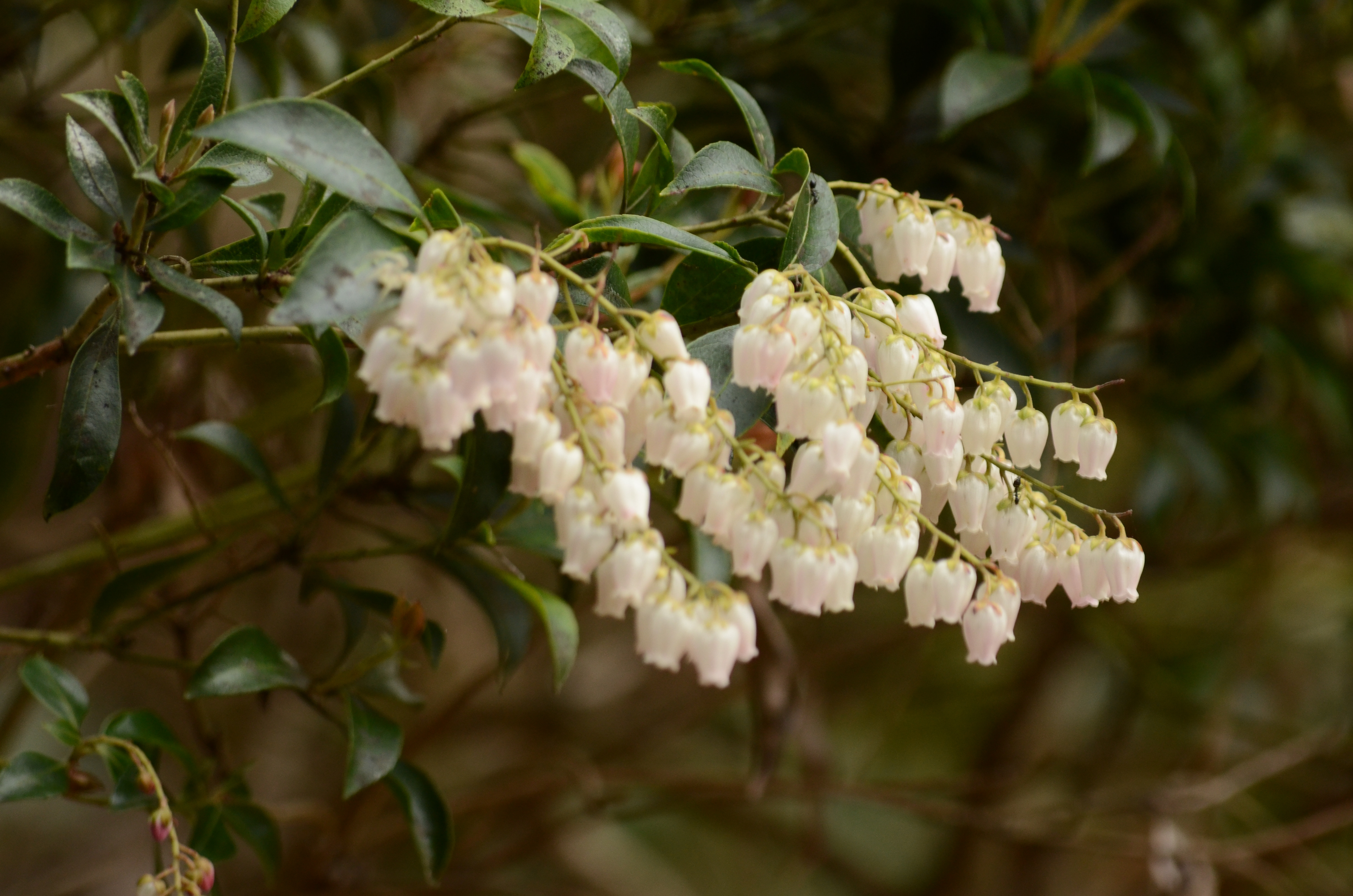 Pieris japonica