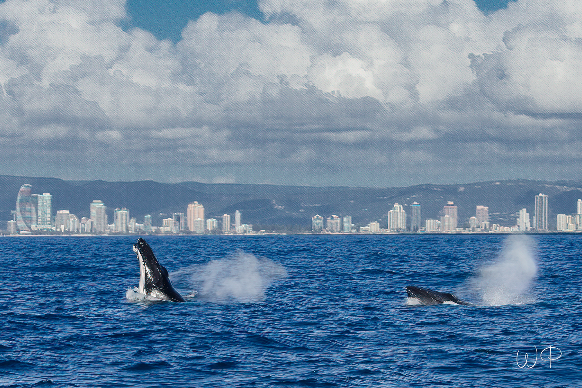 Humpback Whale - Gold Coast Skyline