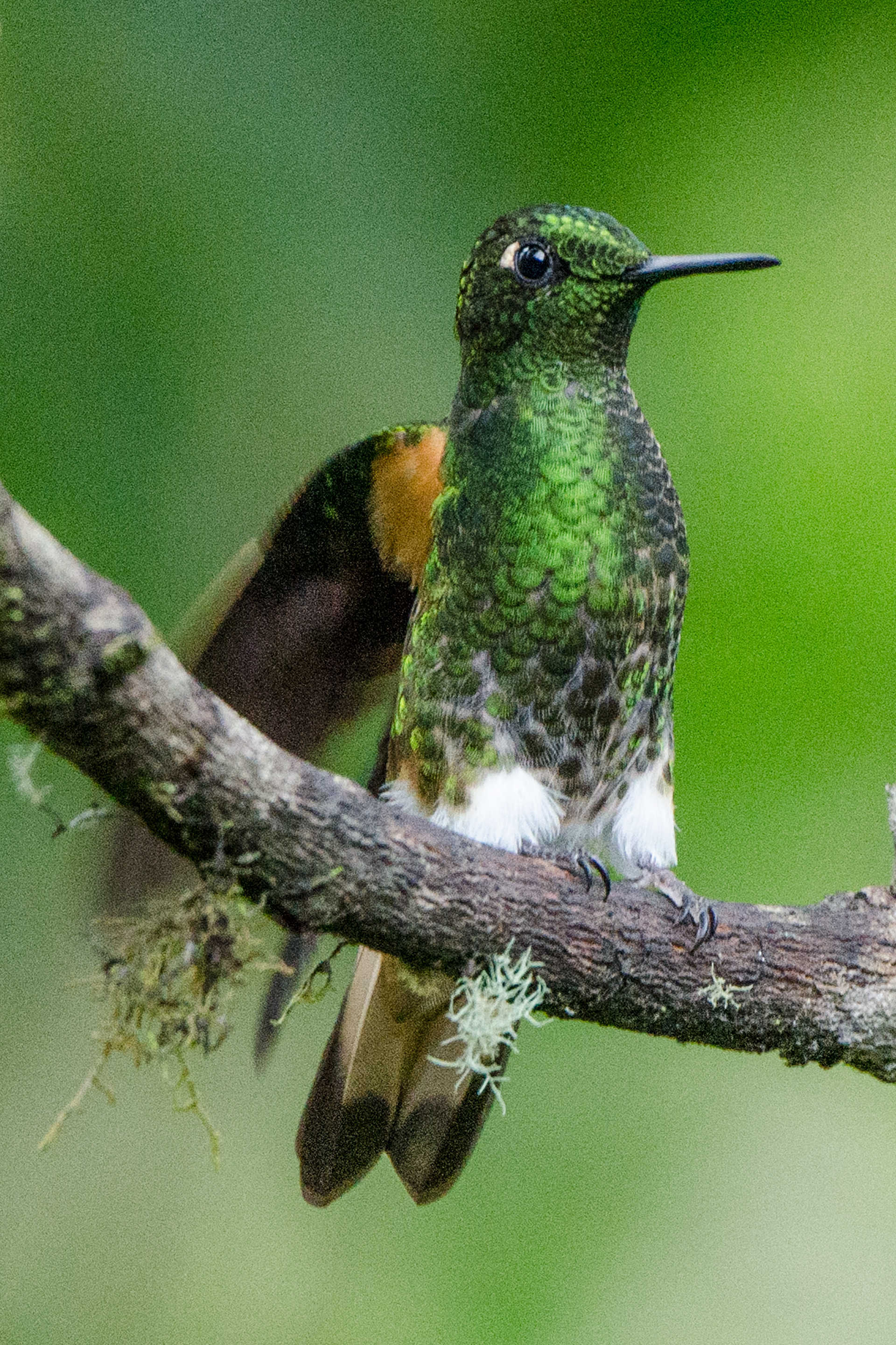 Buff-tailed Coronet