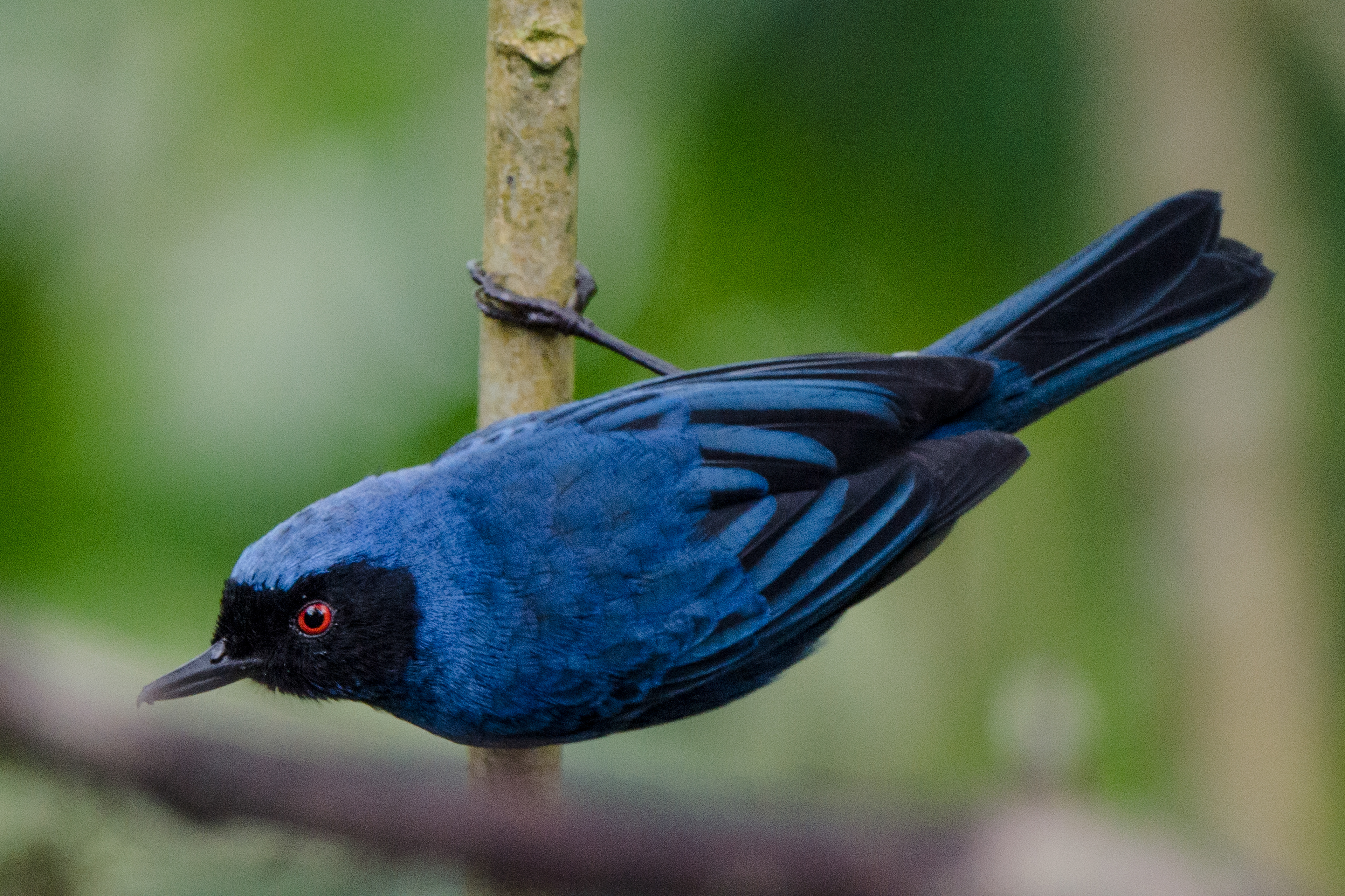 Masked Flowerpiercer
