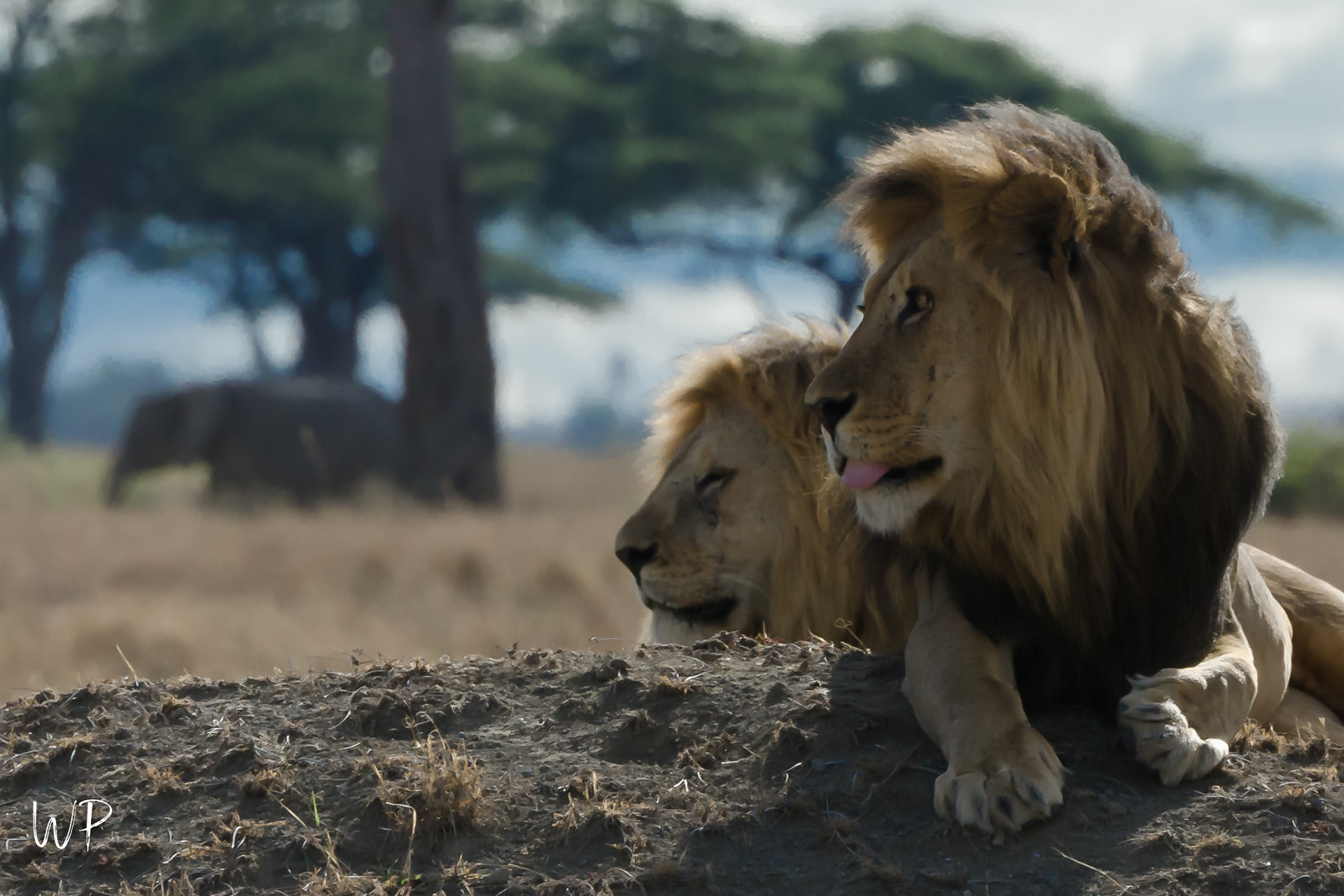Lions