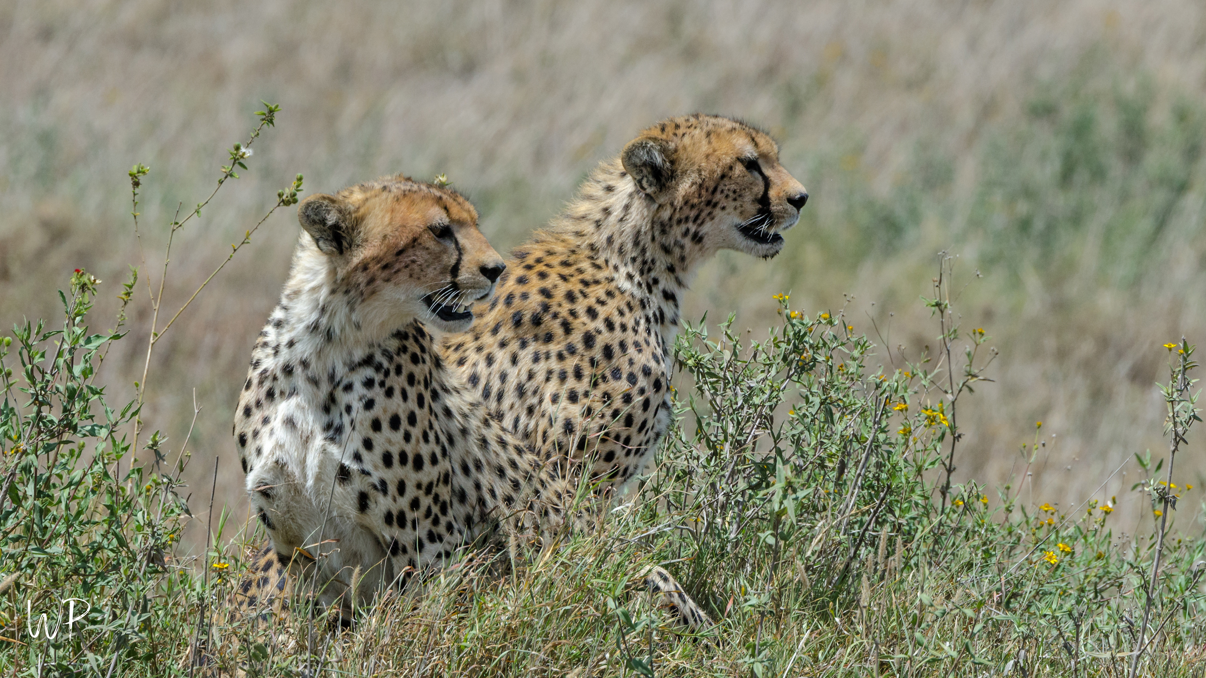 Cheetahs