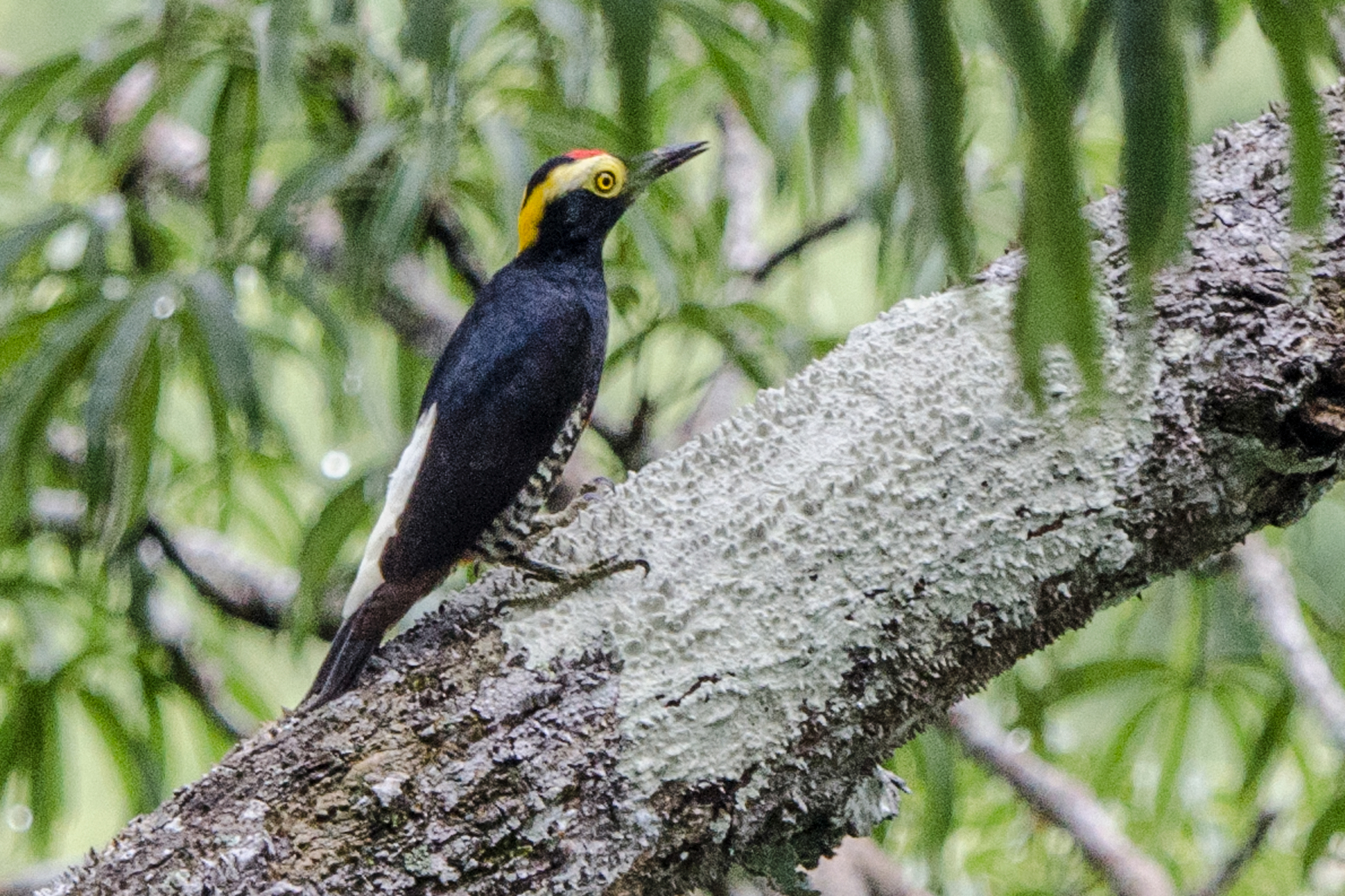 Male Yellow-tufted Woodpecker