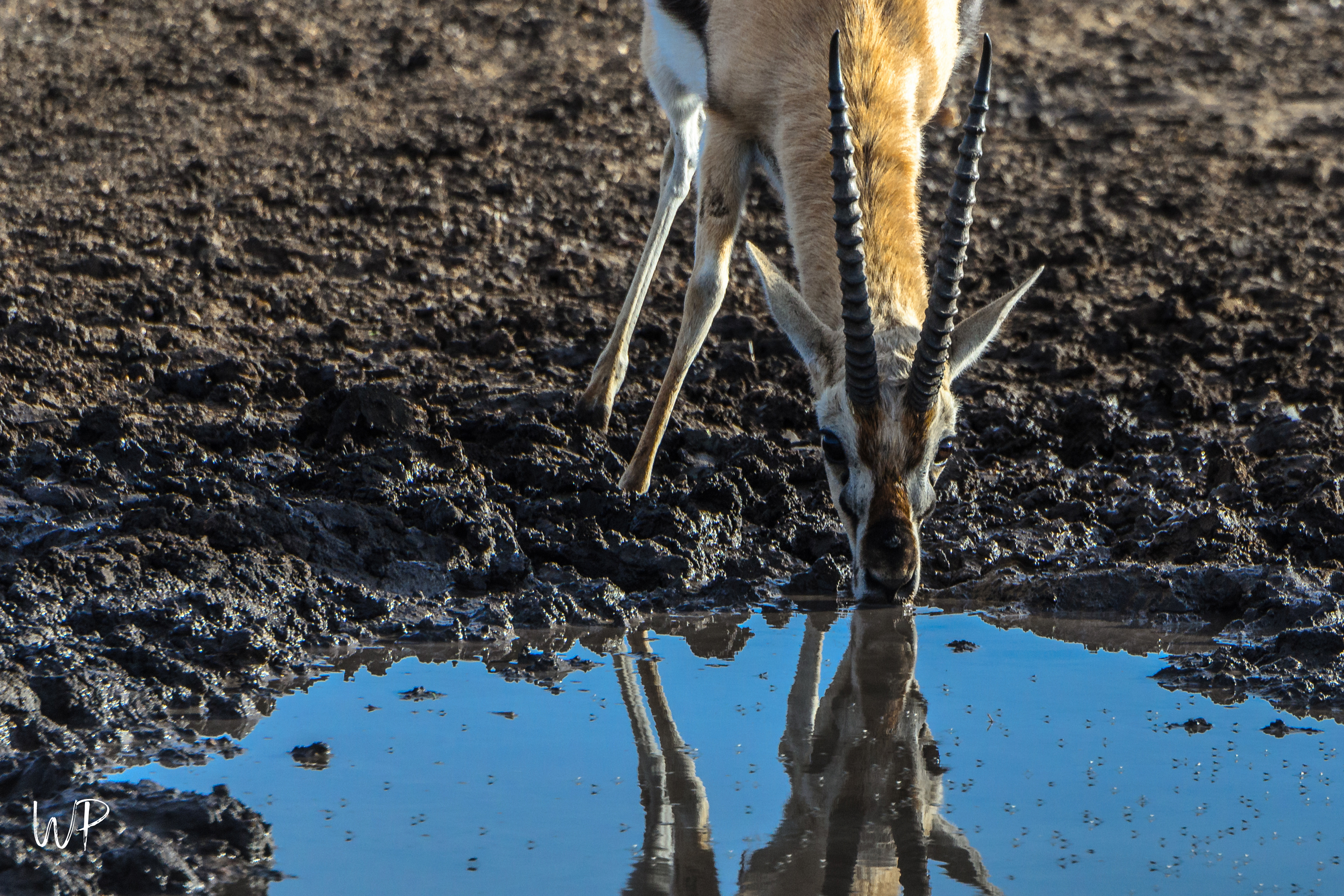 Thompson's Gazelle