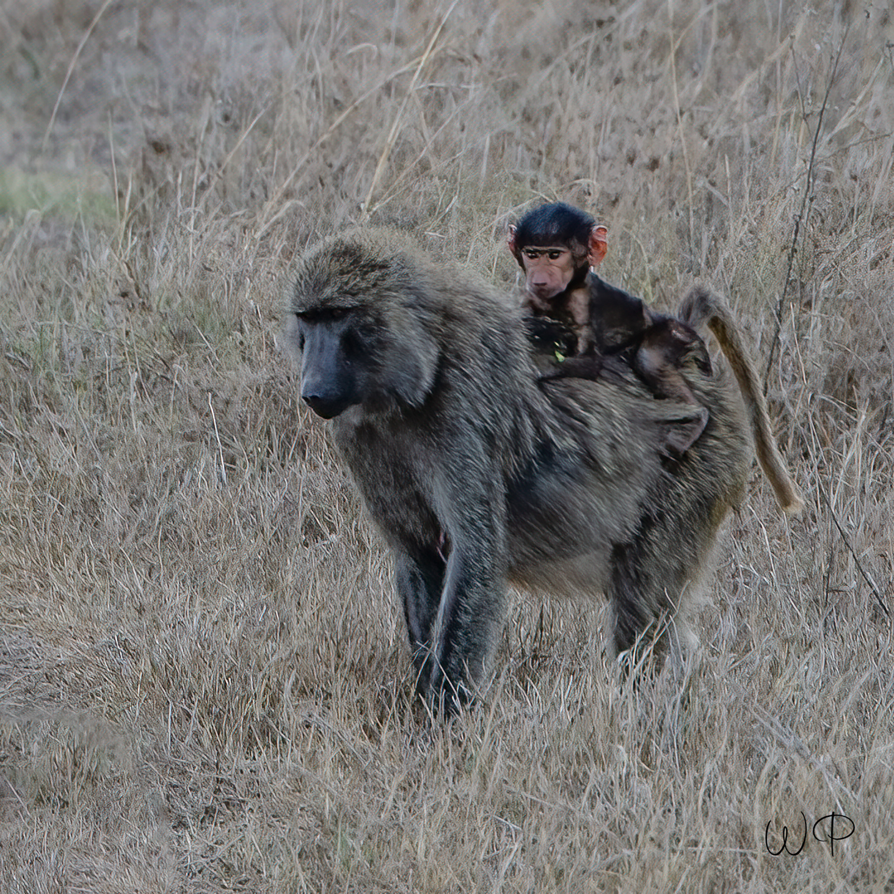 Mama Baboon and Baby