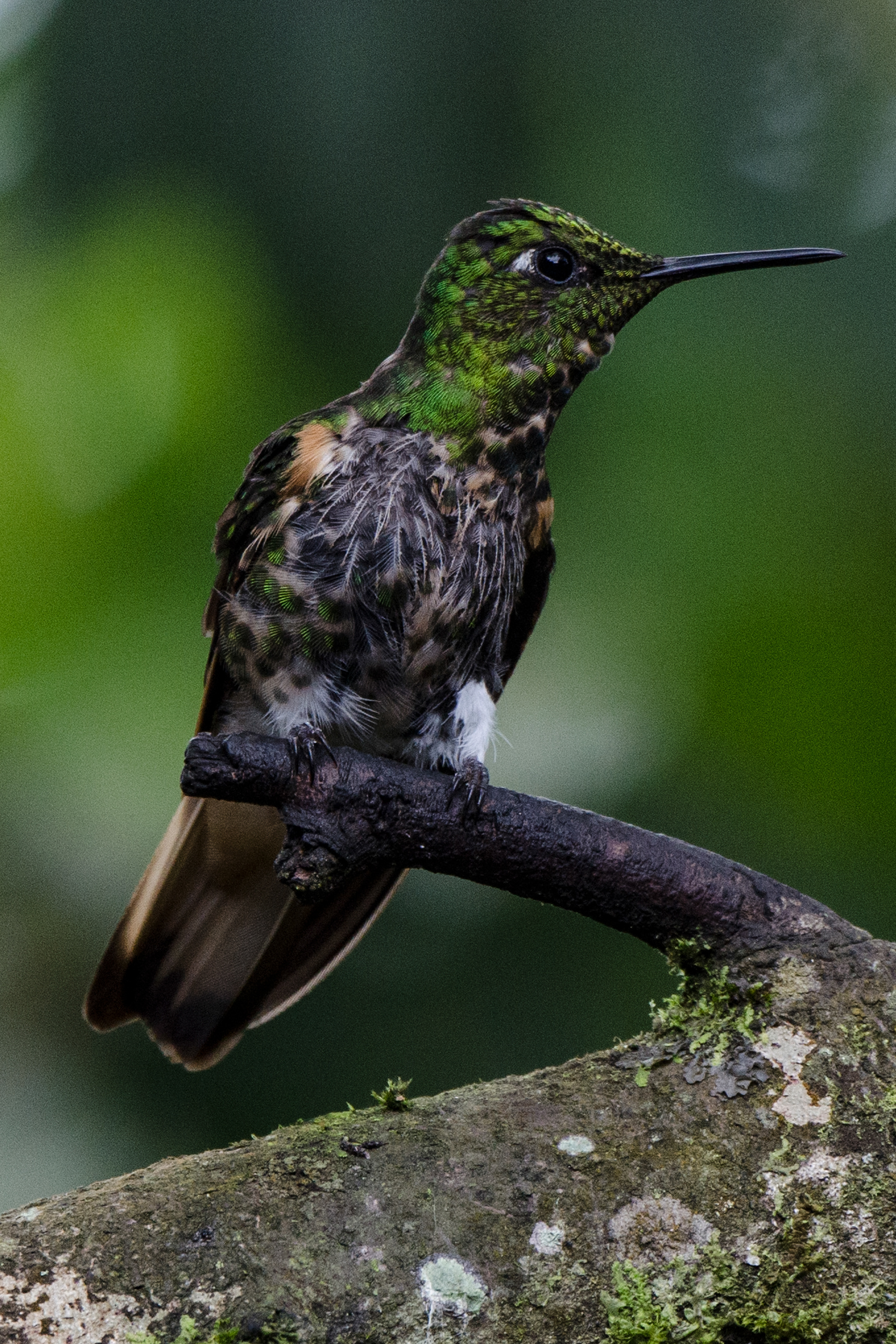 Unknown Hummingbird