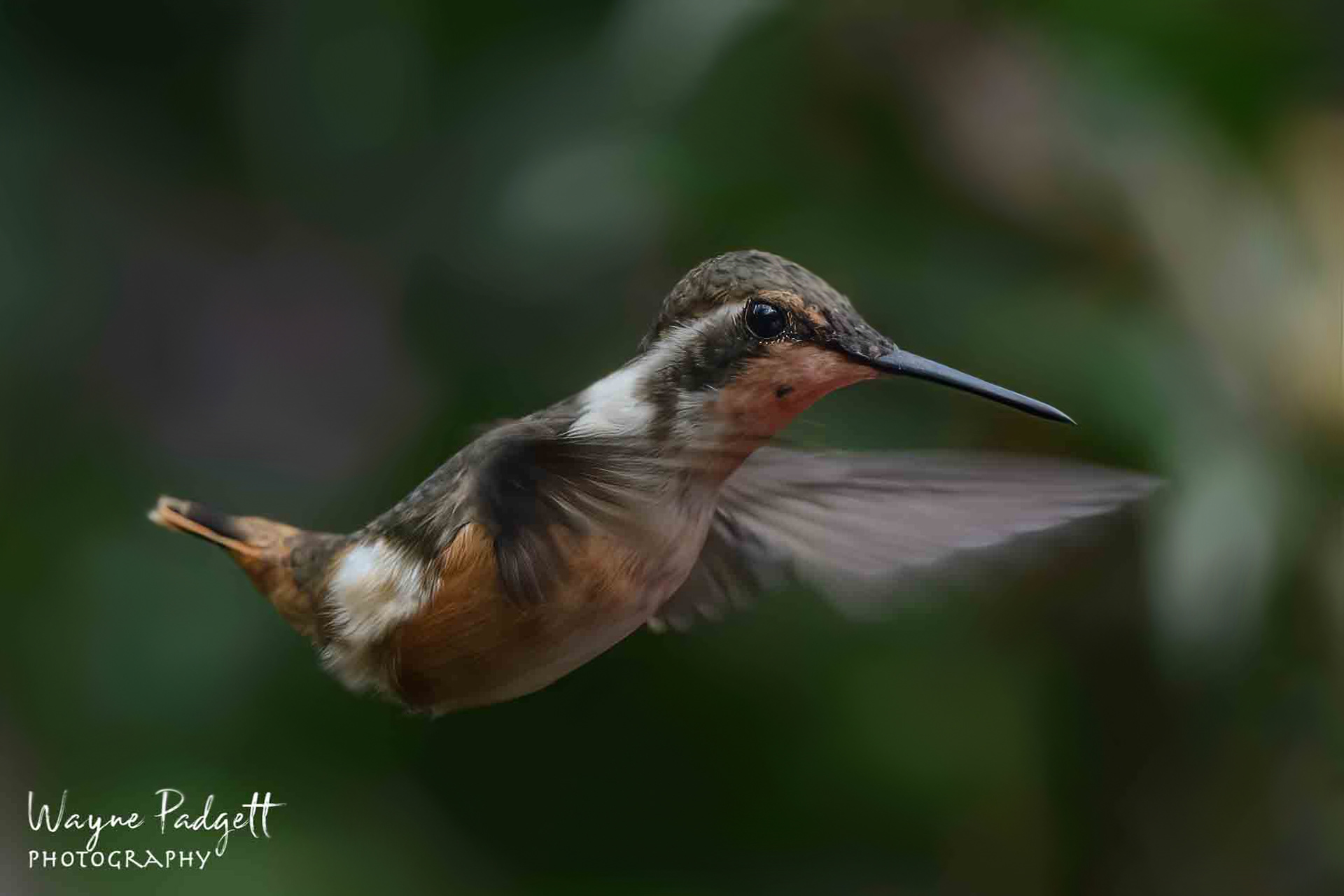 Female Purple-throated Woodstar