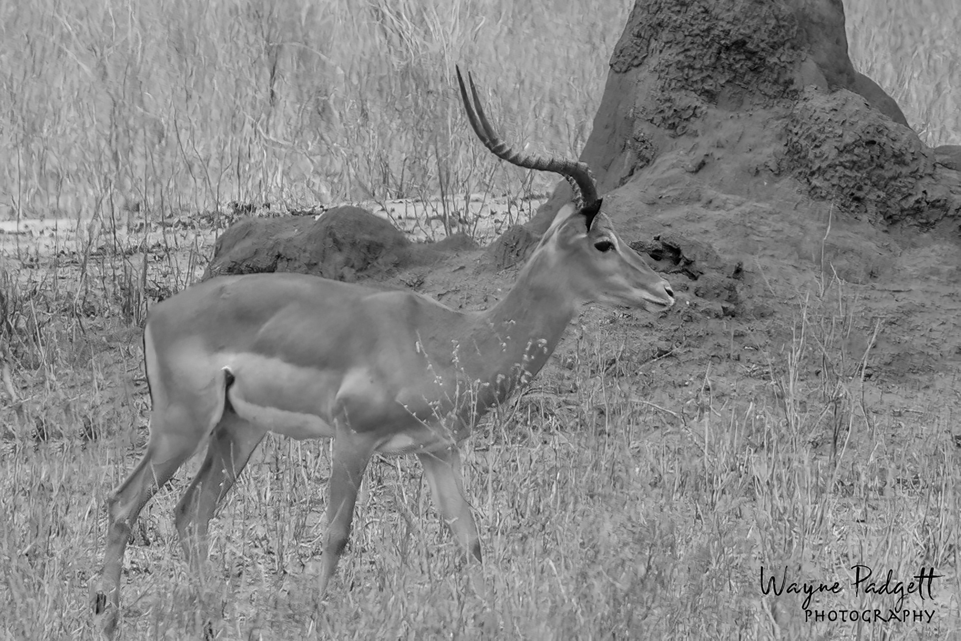 Impala
