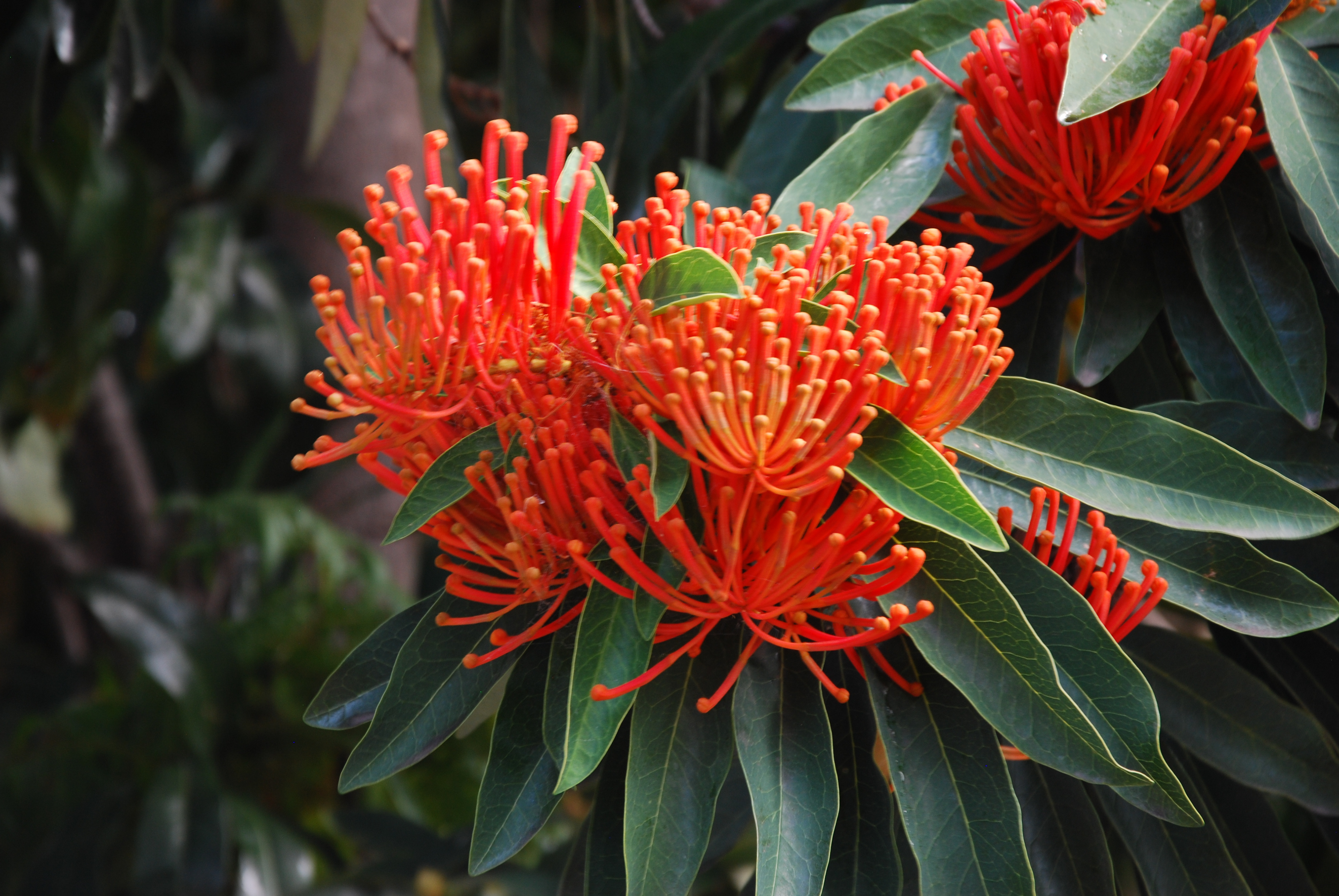 Queensland Tree Waratah