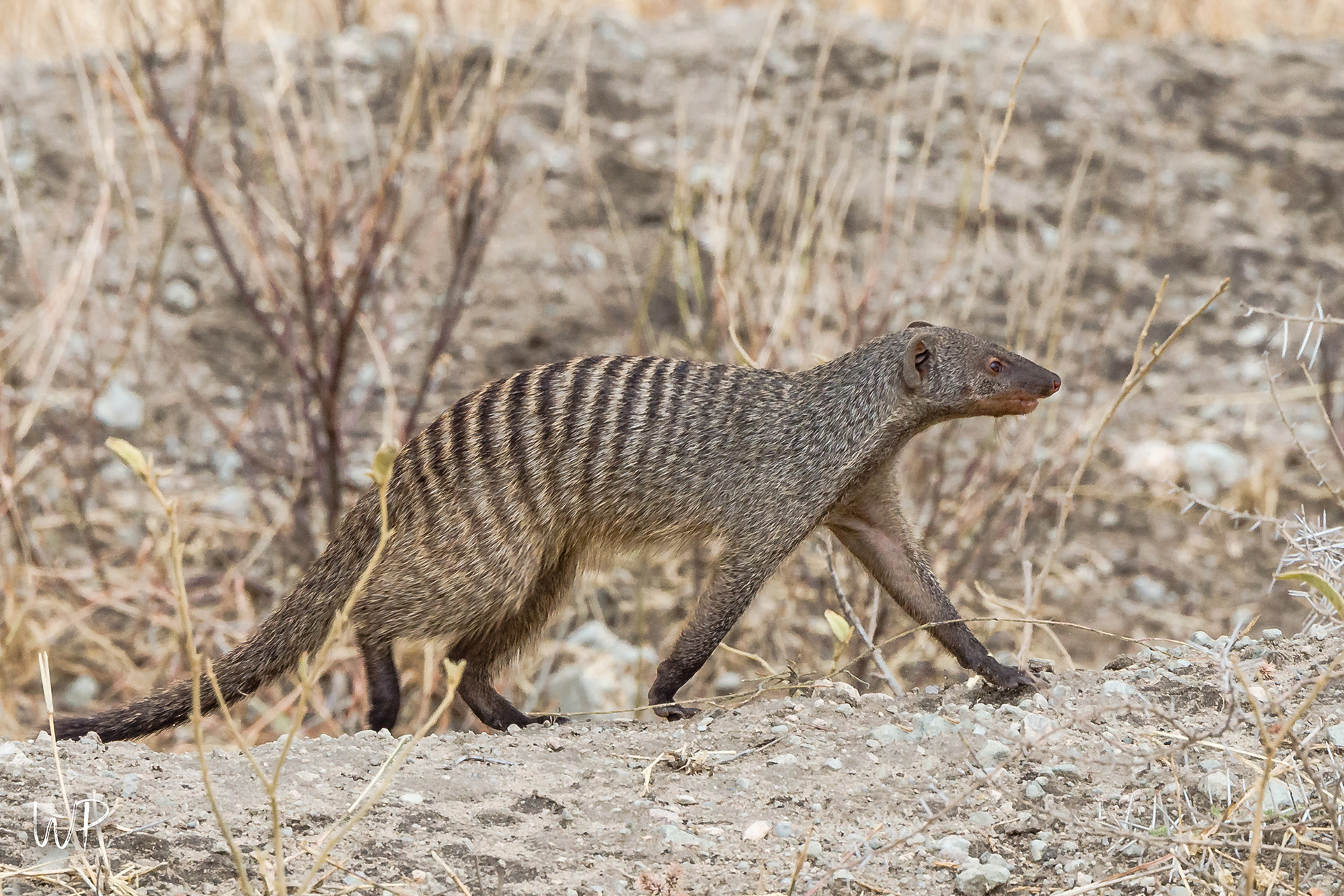 Banded Mongoose