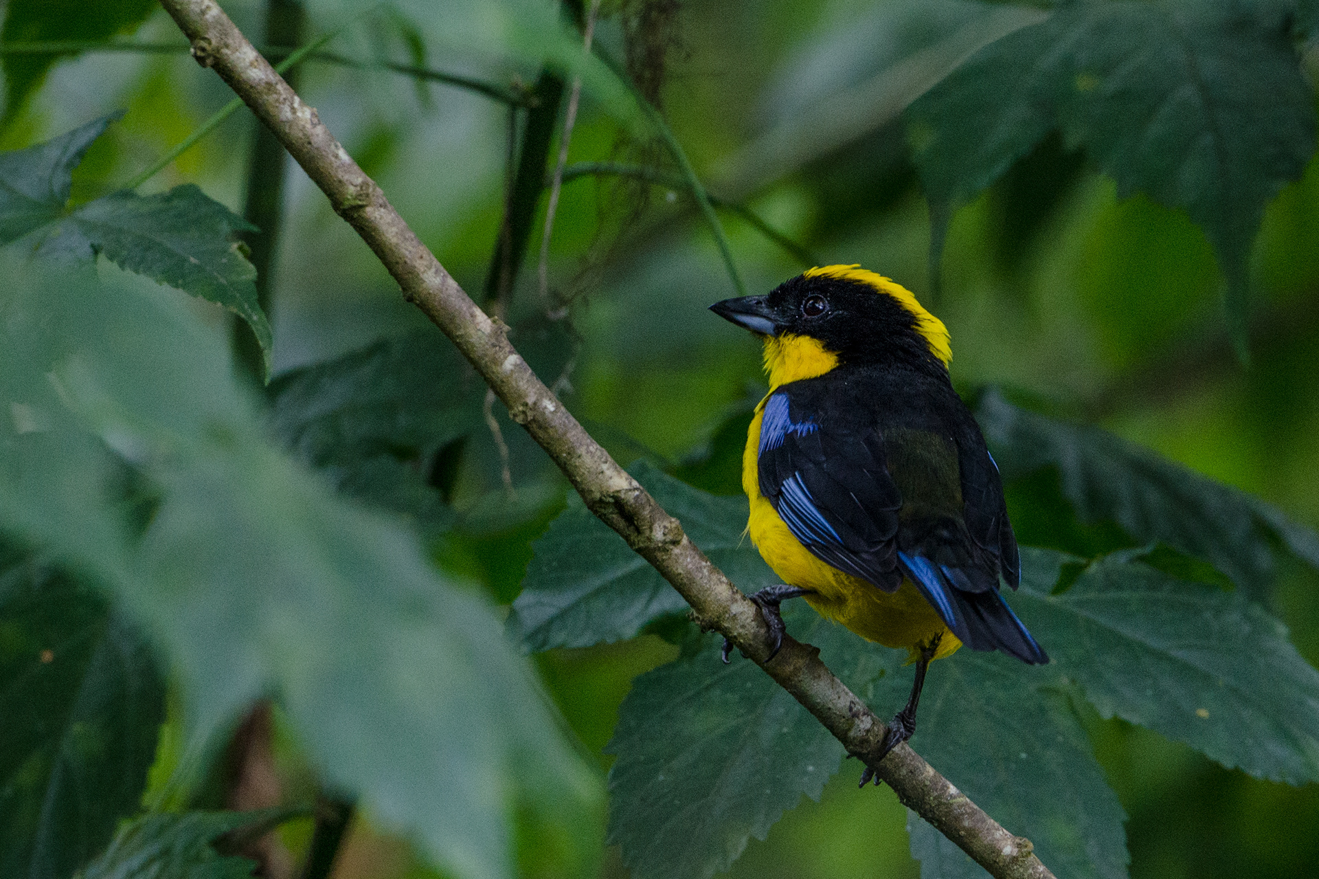 Blue-winged Mountain Tanager