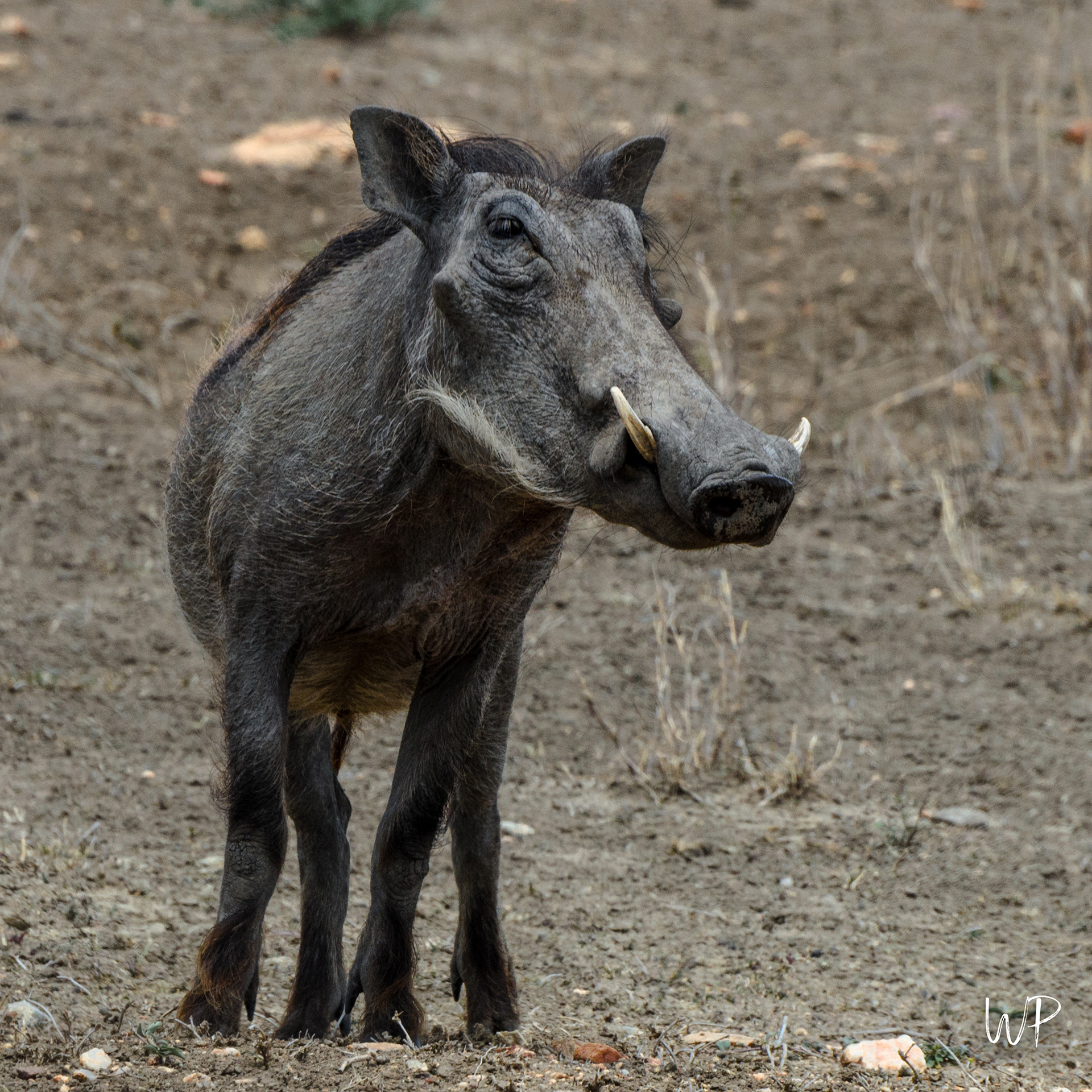 Warthog