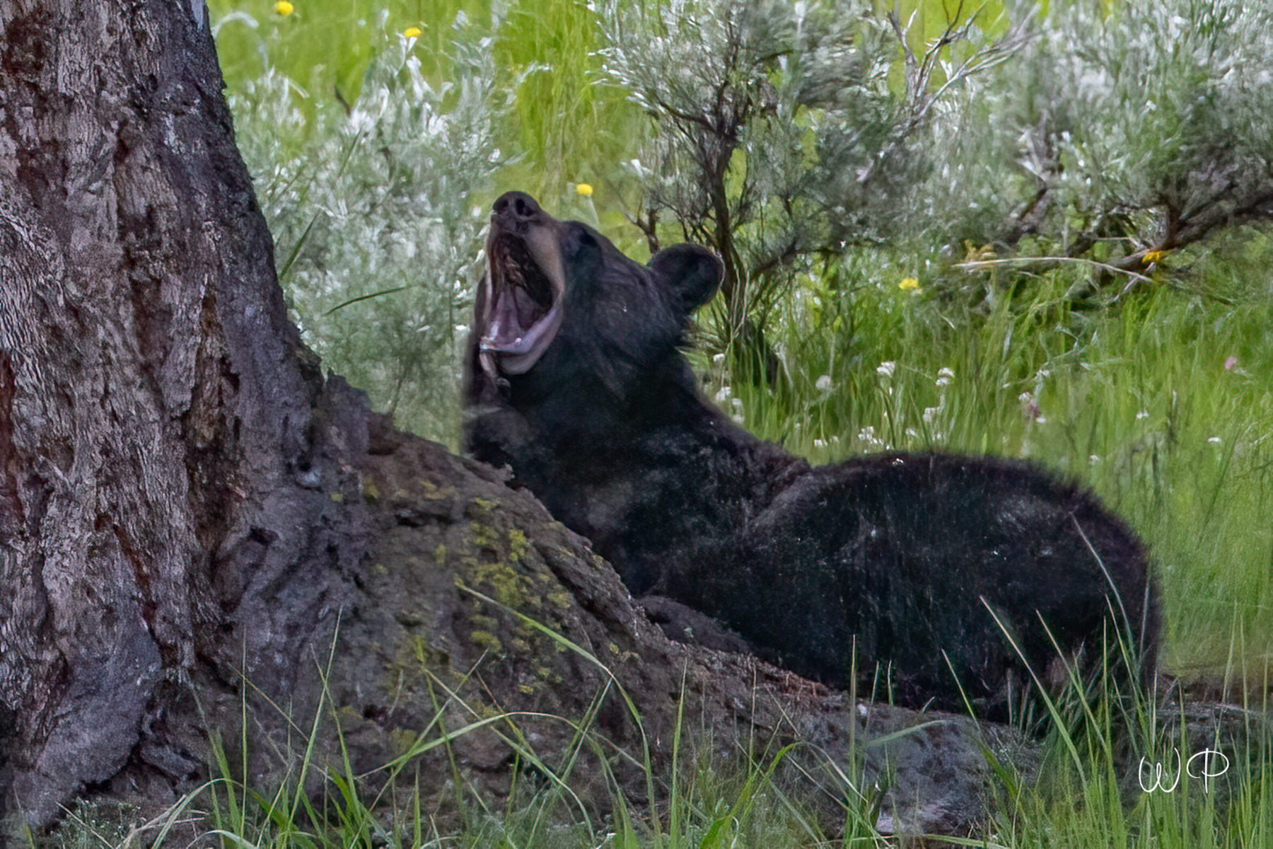 Black Bear getting bored