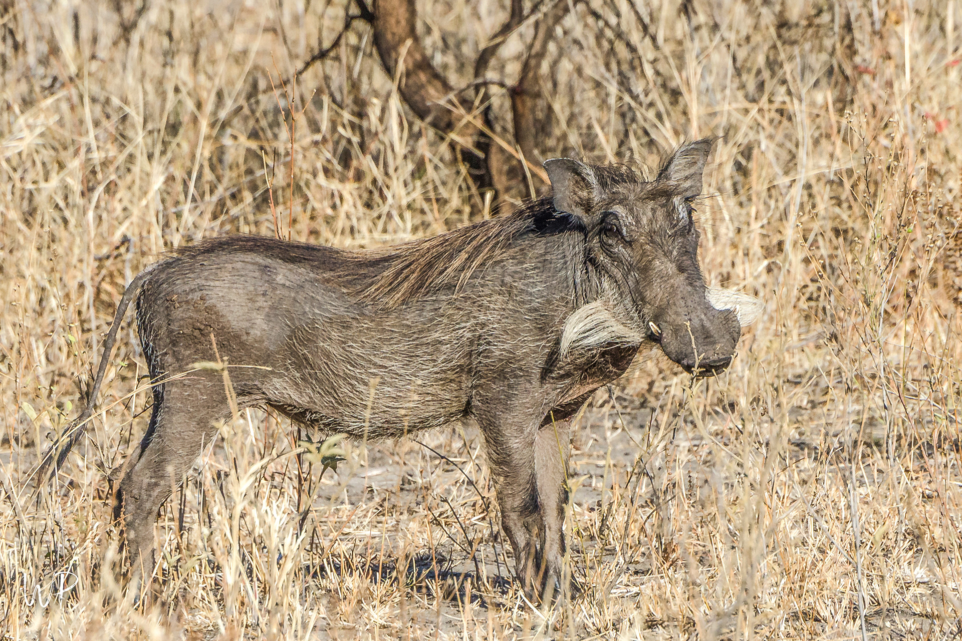 Bushpig