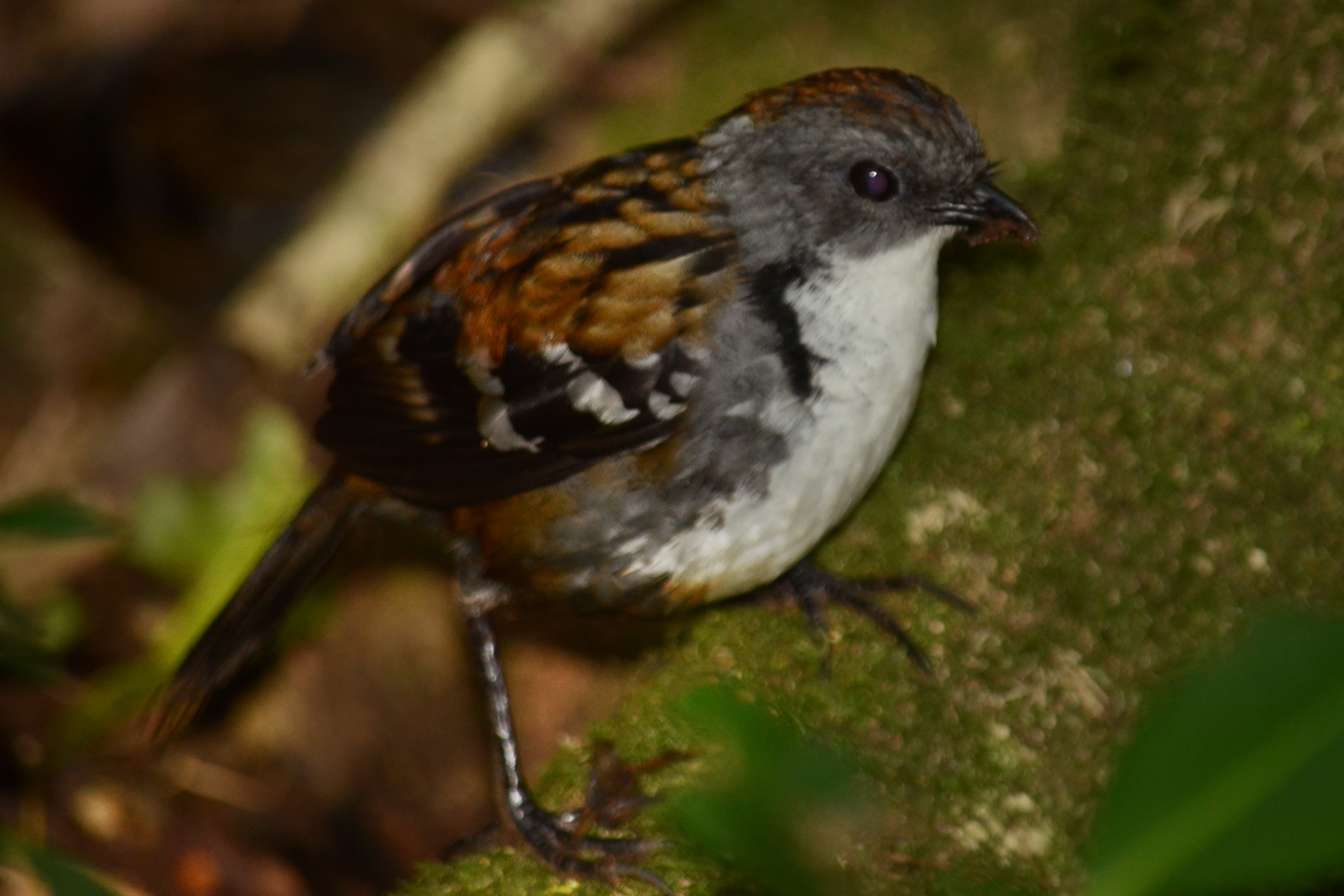 Australian Logrunner