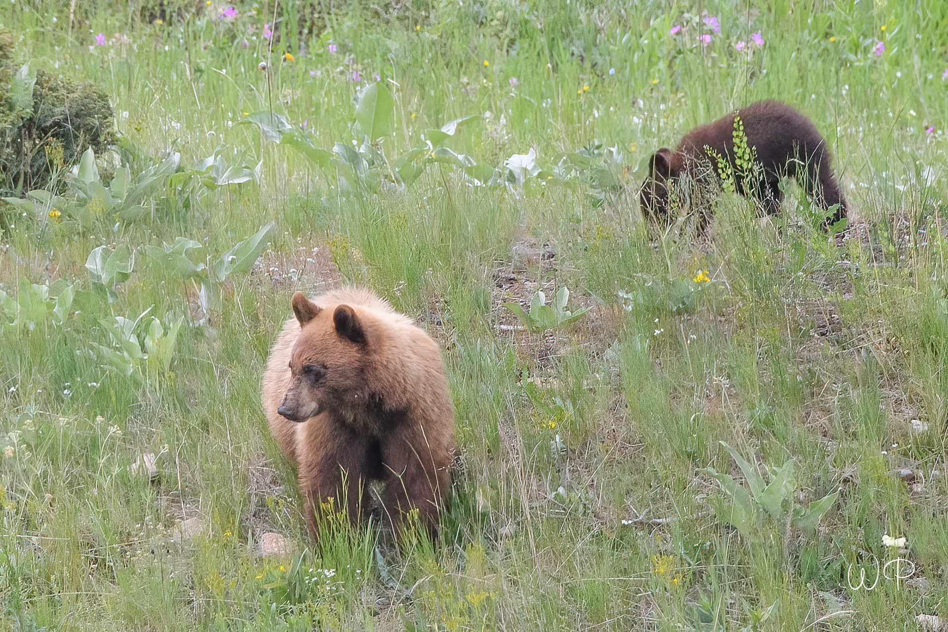 Cinnamon Black Bear and Cub